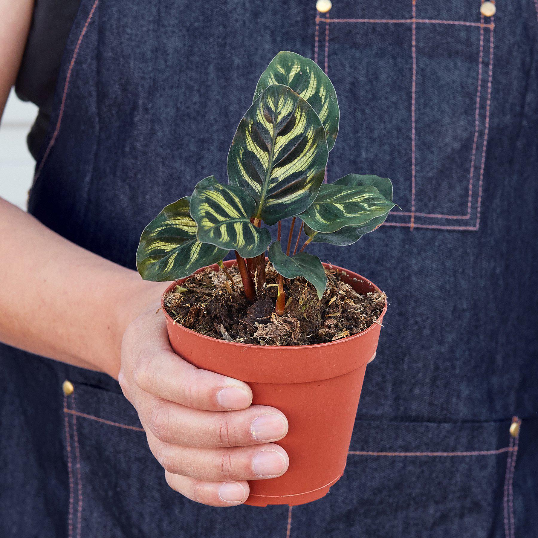 Calathea 'Makoyana' 6