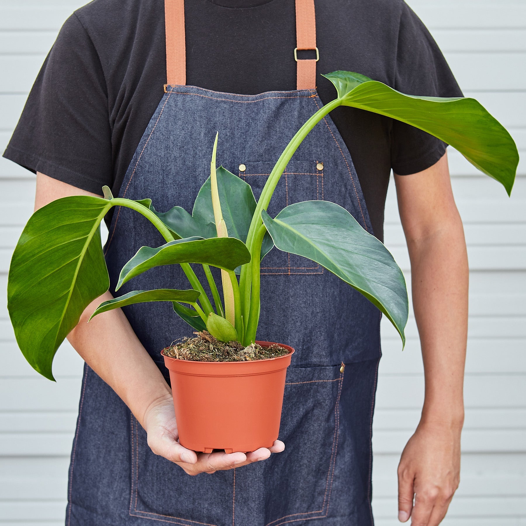 The Snobby Leaf | Philodendron 'Congo Green' - 6 inch Pot - Live Houseplant