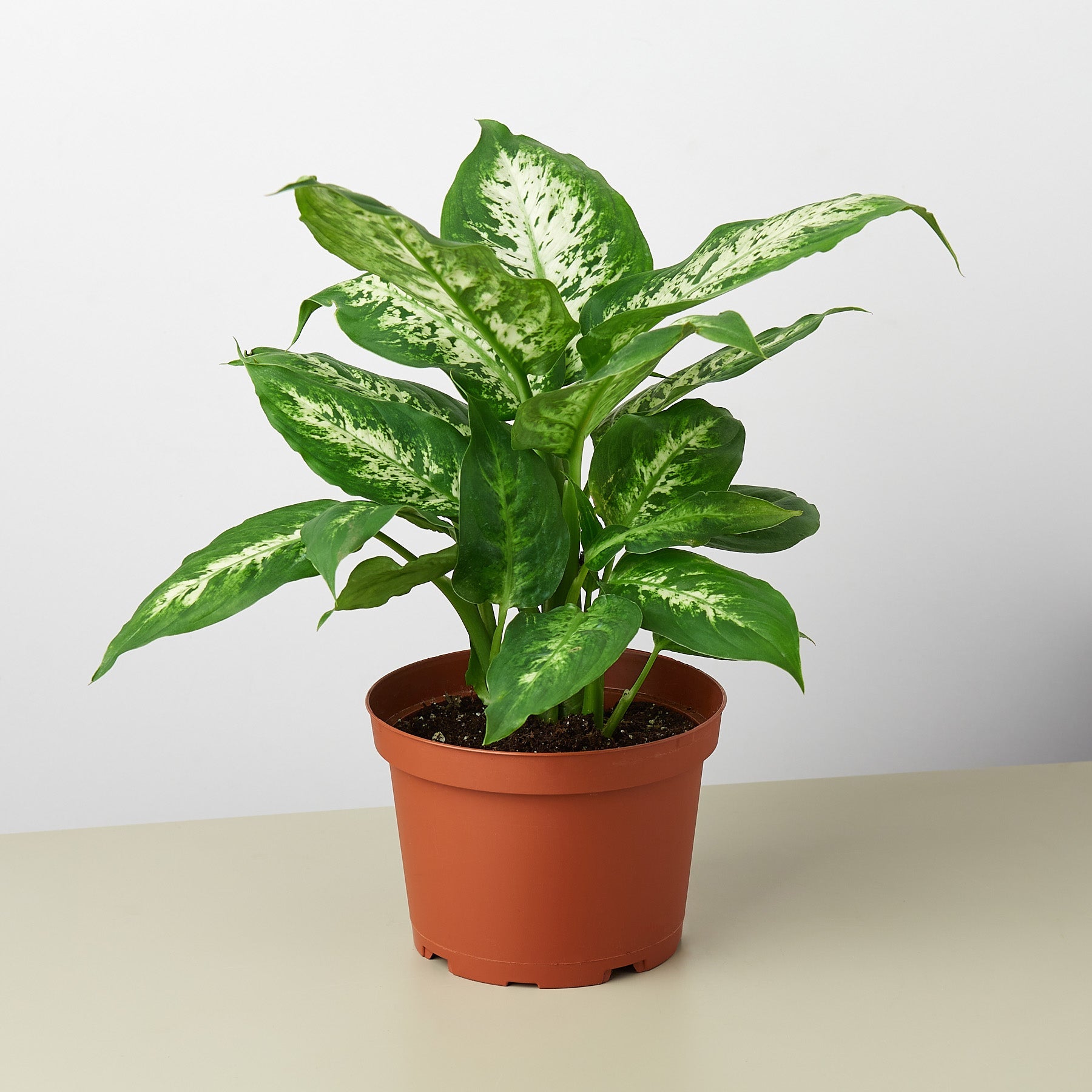 dieffenbachia nz Dieffenbachia 'Tropic Snow' Houseplant