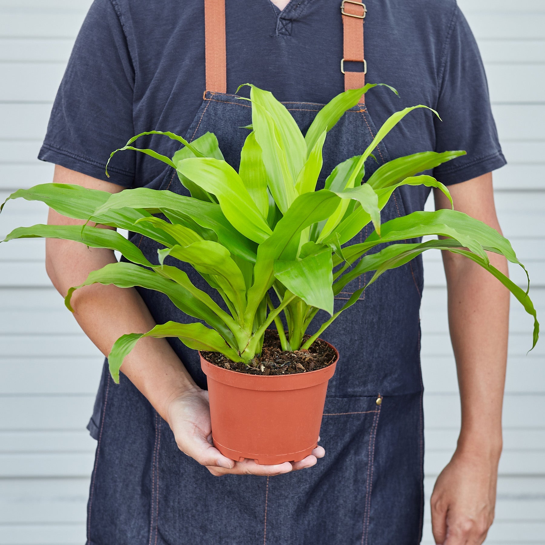 dracaena limelight cats Dracaena Lime Light Low-Light Indoor Plant