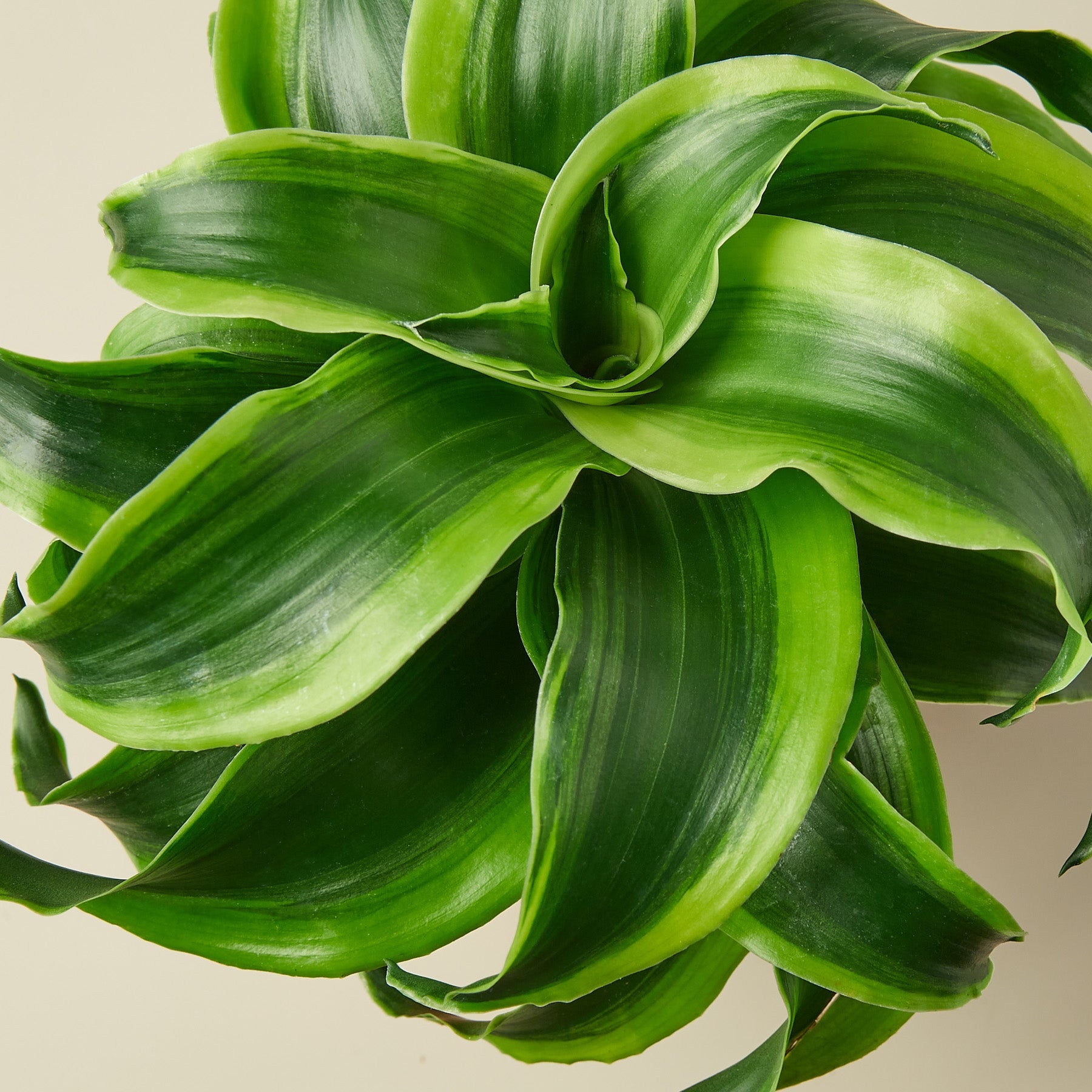 dracaena spiral plant Dracaena 'Tornado' 6" Pot
