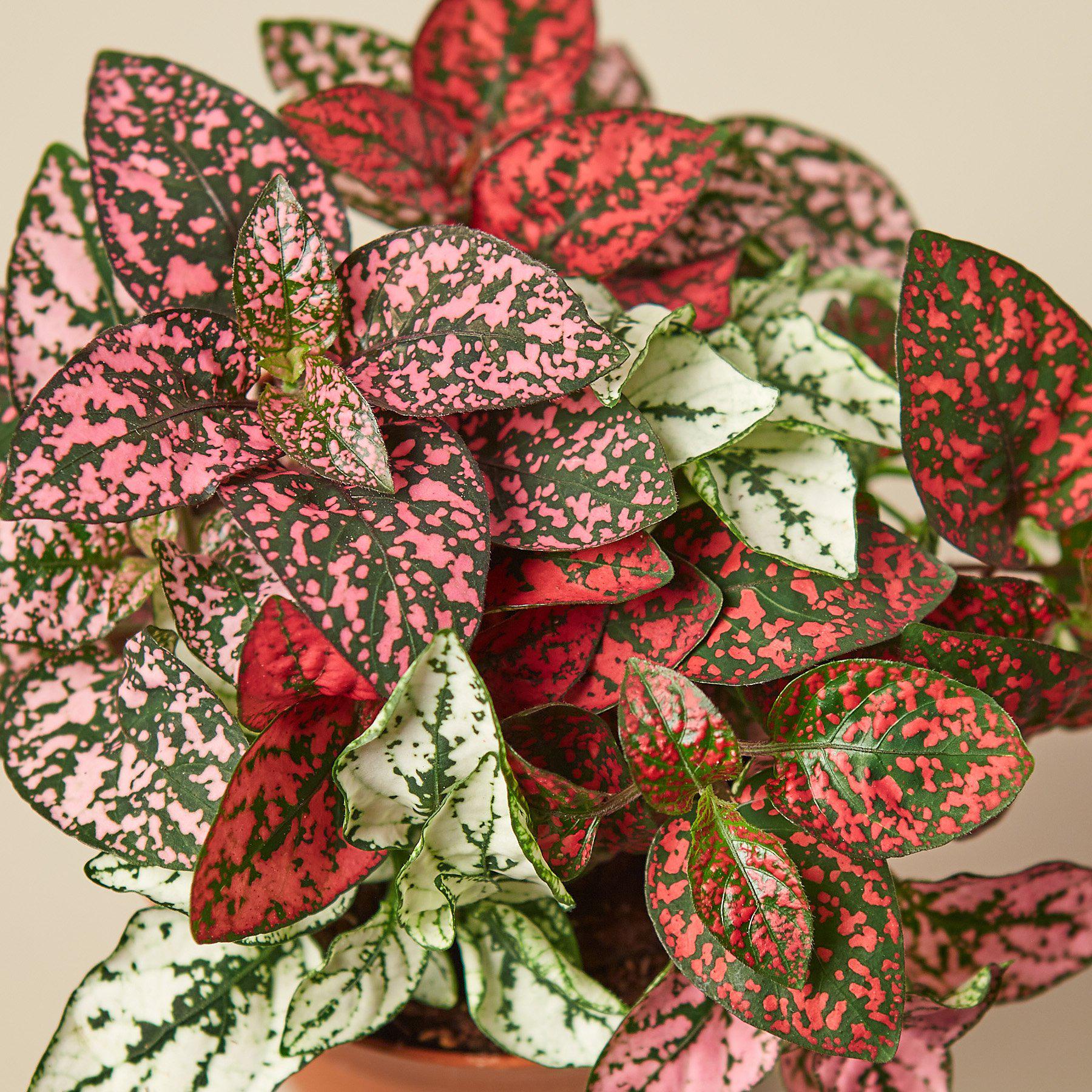 speckled leaf indoor plant Hypoestes 'Polka Dot' 4" Pot / Combo