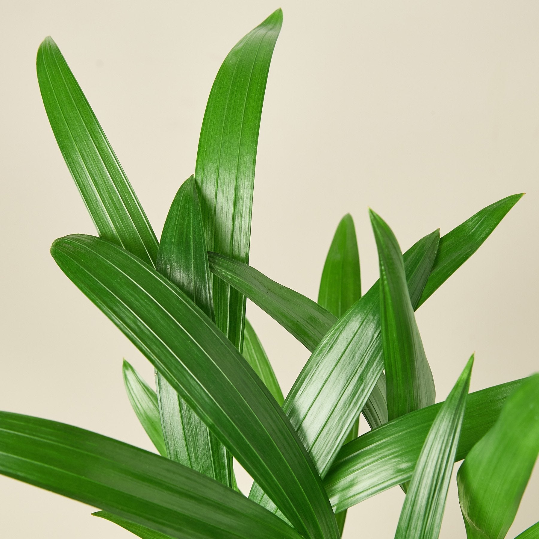 areca palm peace lily Areca Palm 6" Pot