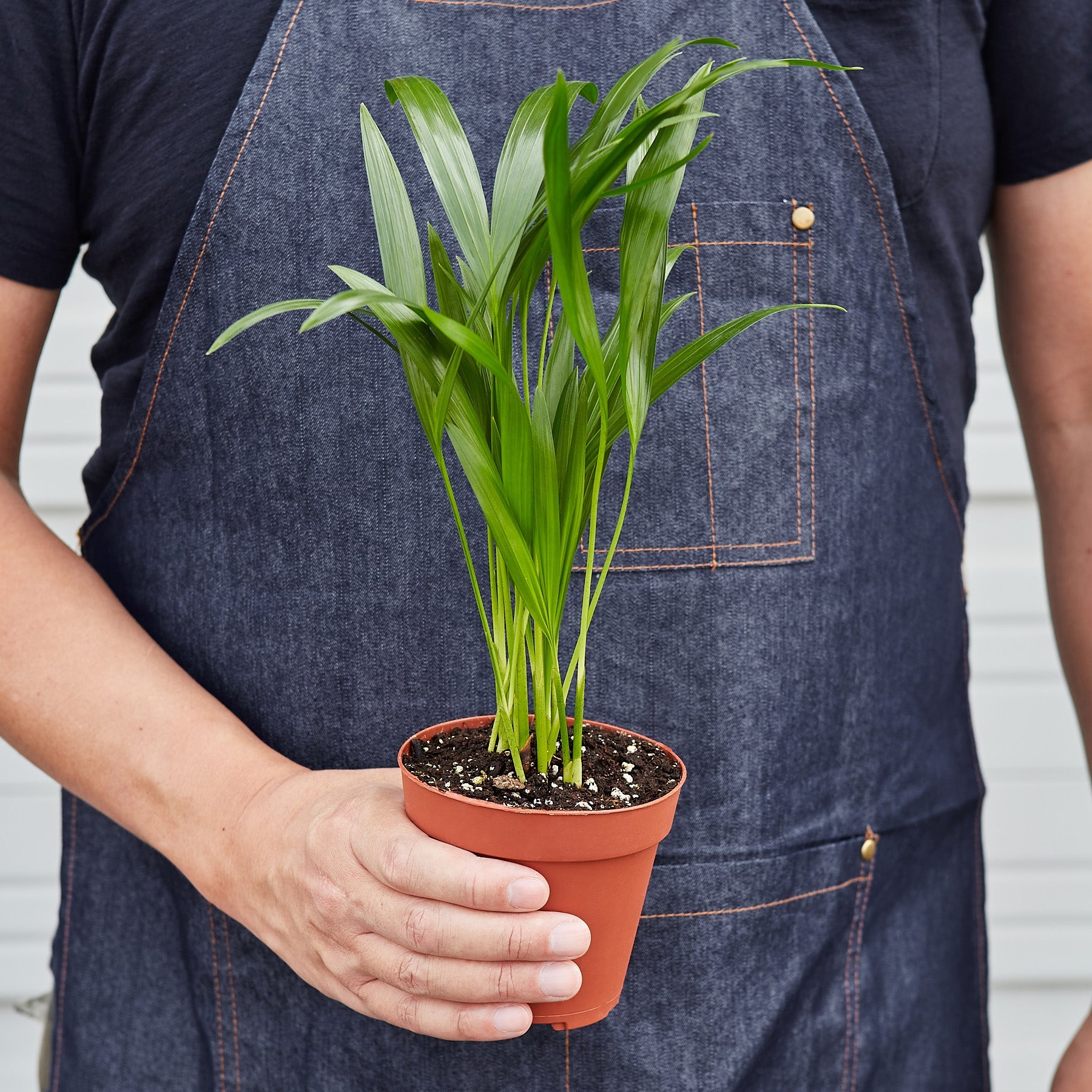 areca palm humidifier Areca Palm 4" Pot