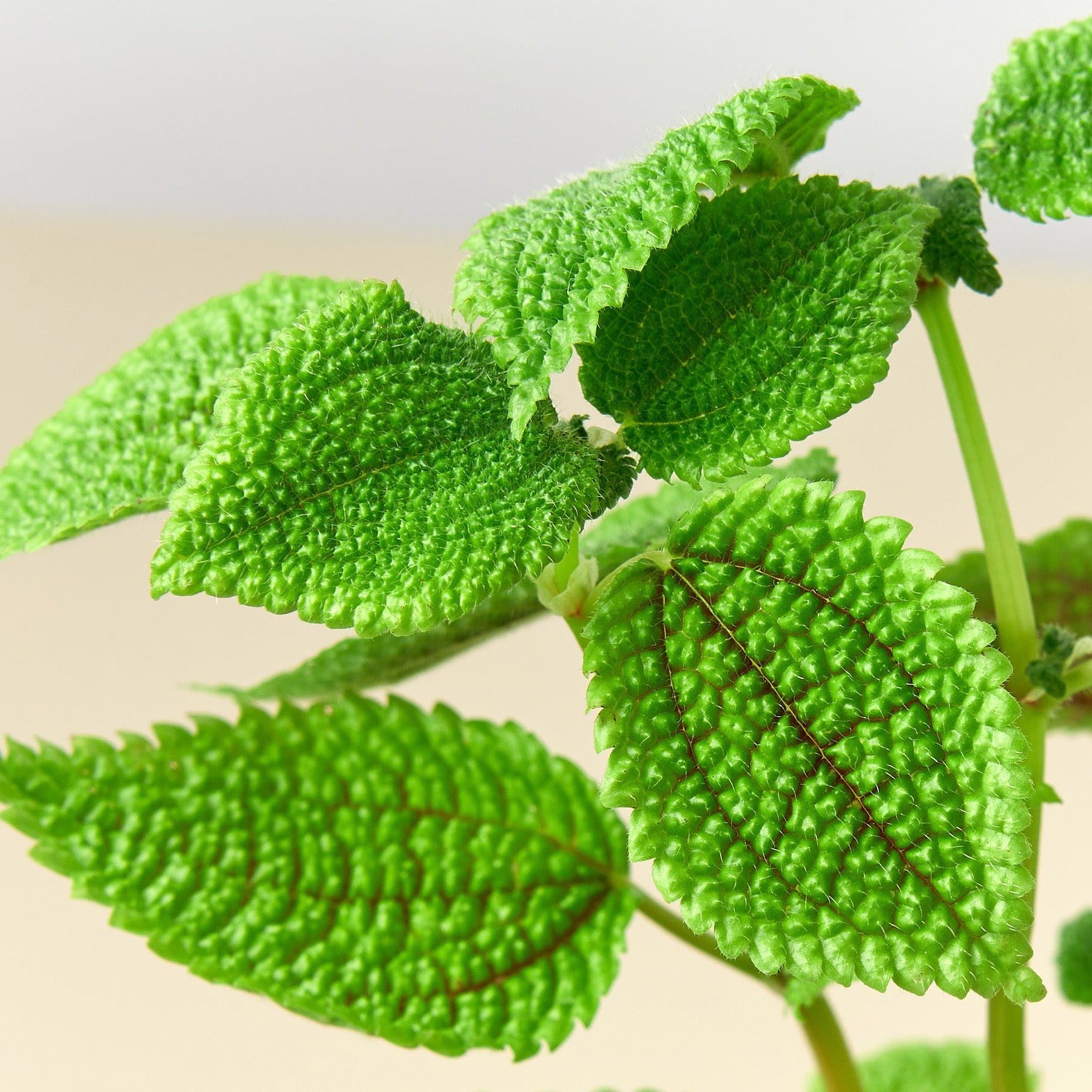 moon valley house plant Pilea 'Moon Valley'
