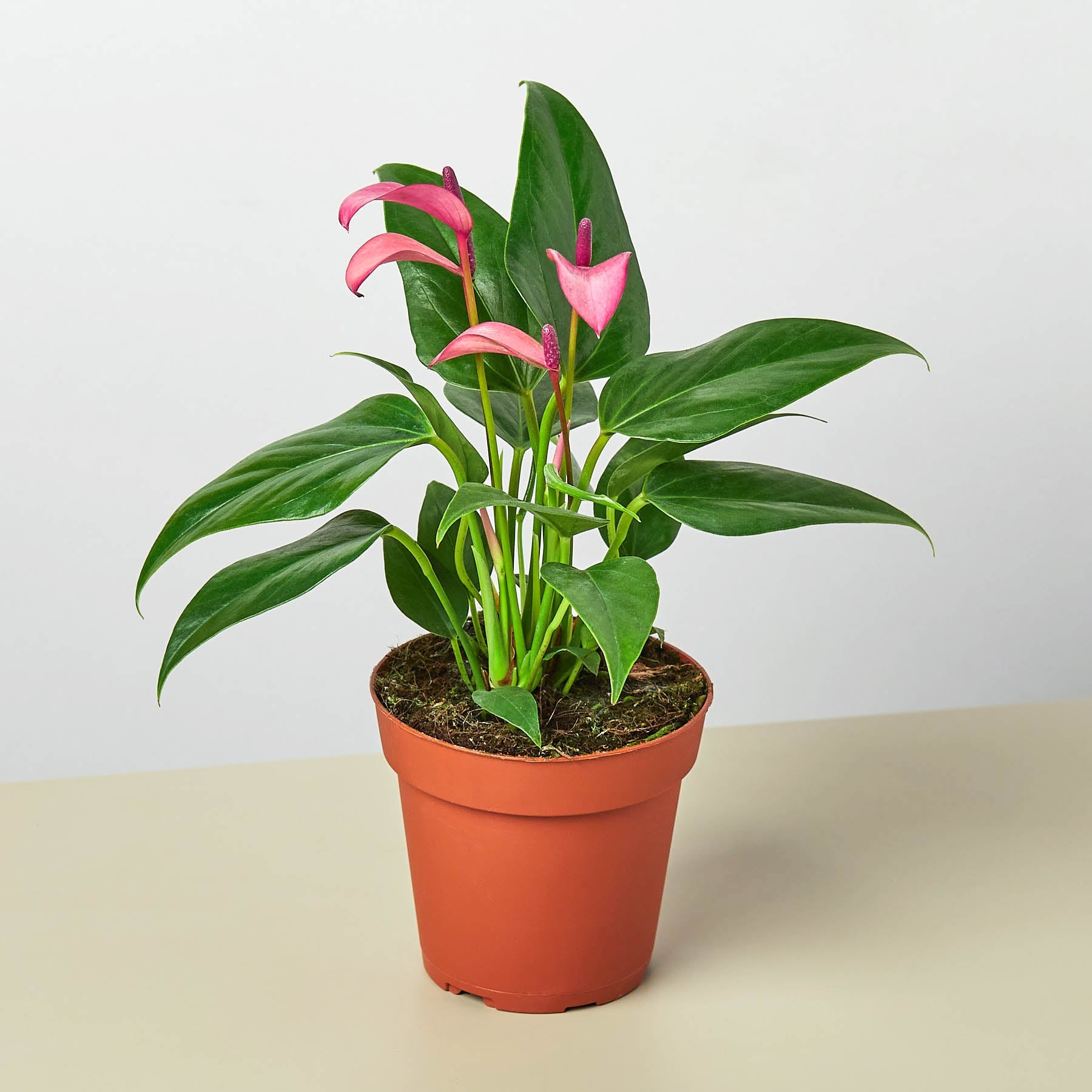 Anthurium 'Purple' 4
