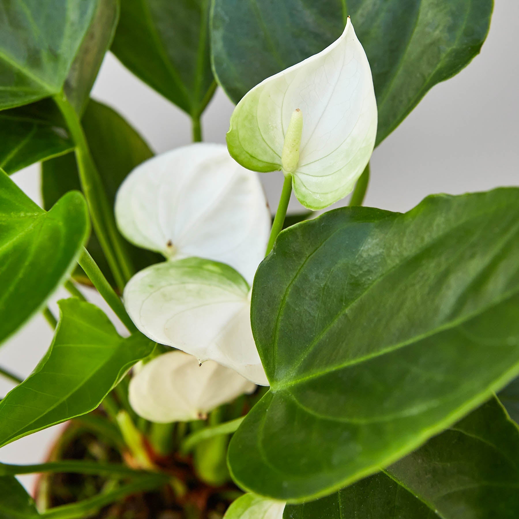 anthurium lily white Anthurium 'White' Houseplant