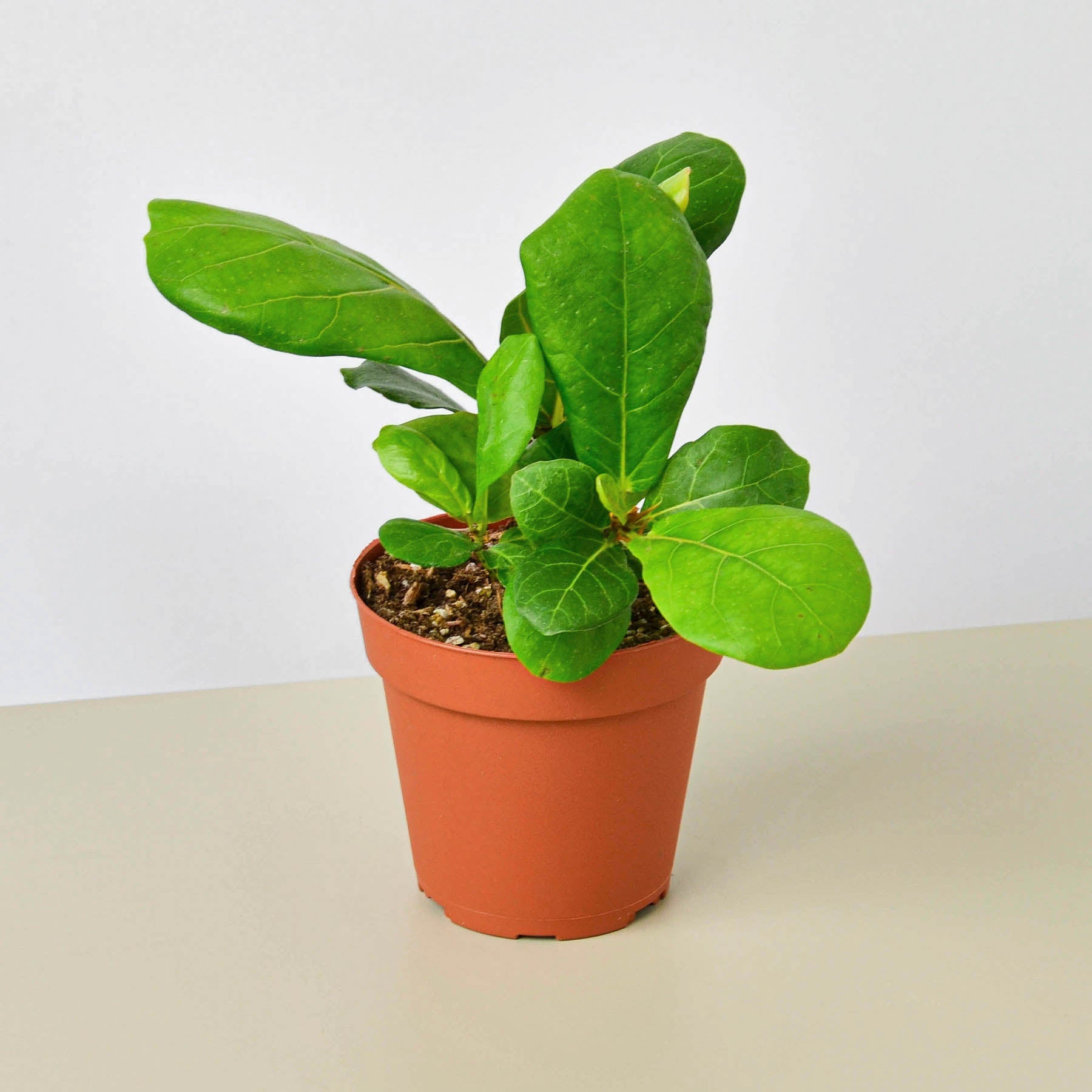 cheapest fiddle leaf fig Ficus Lyrata 'Fiddle Leaf Fig' 8" Pot