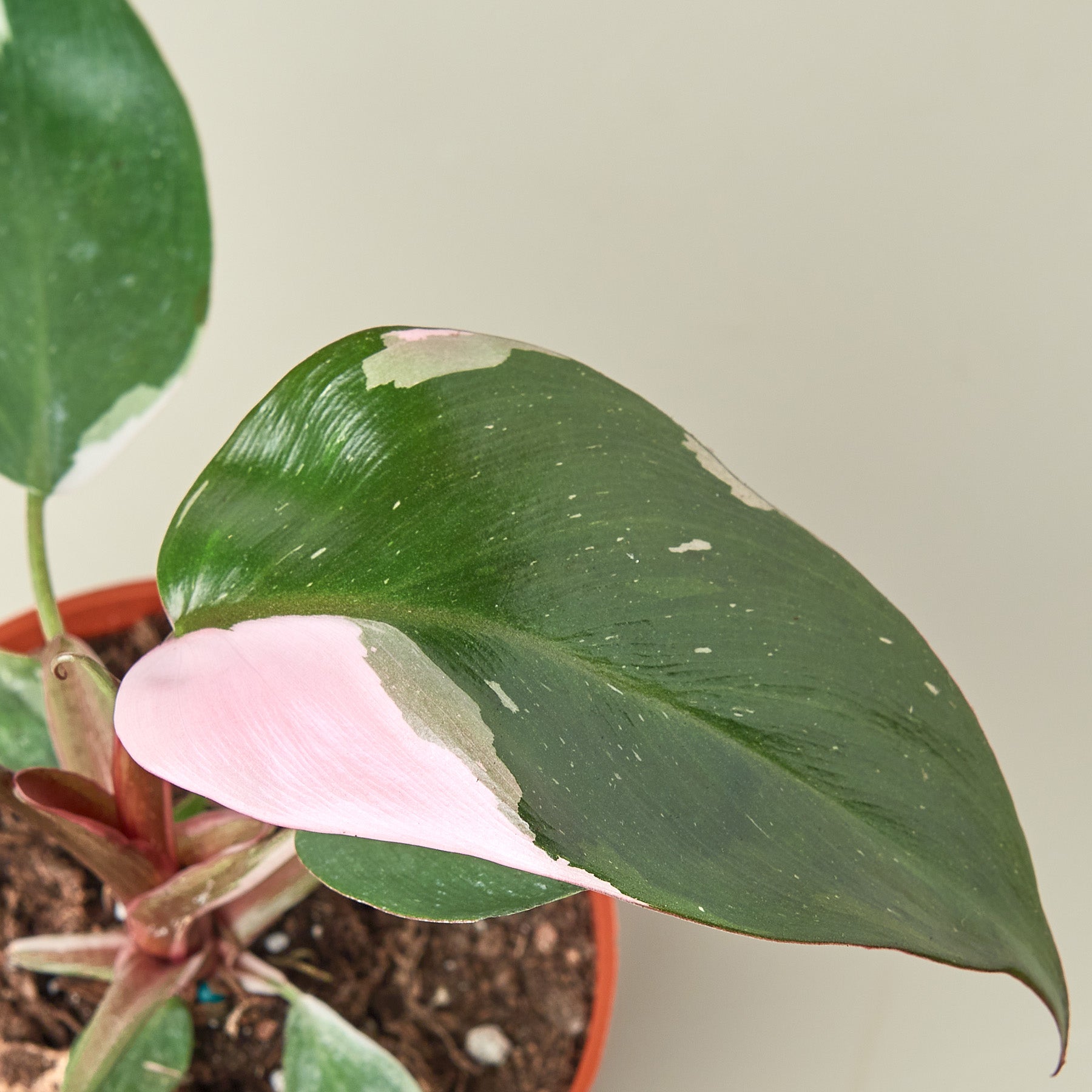 The Snobby Leaf | Philodendron 'Pink Princess' - 4 inch Pot