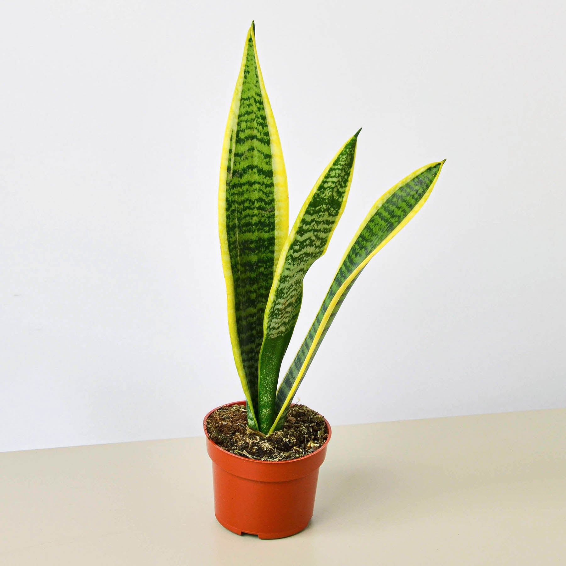 Snake Plant Sansevieria Laurentii - Air-purifying, Easy to Care Plants 6" Pot / Black Eco Pot by Succulents Box