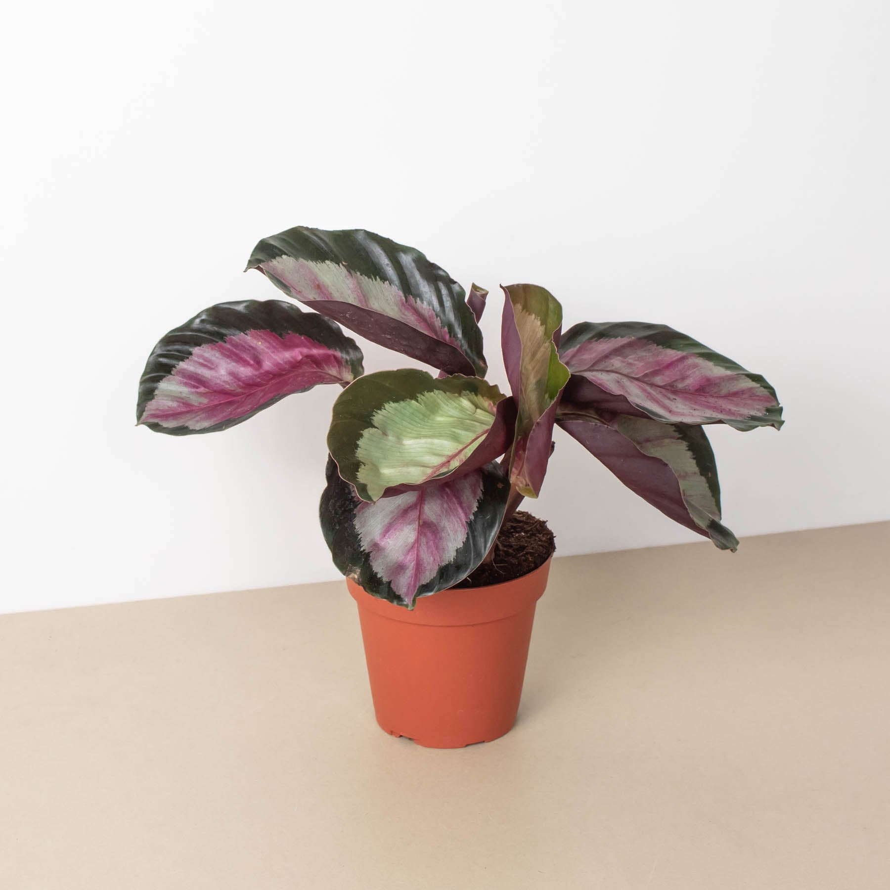 calathea roseopicta prayer plant Calathea roseopicta 'Silvia' 4