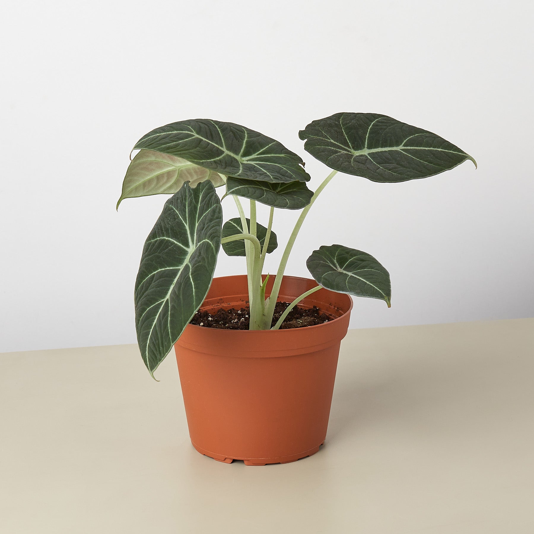 velvet leaf plants indoor Alocasia Reginula 'Black Velvet' Houseplant
