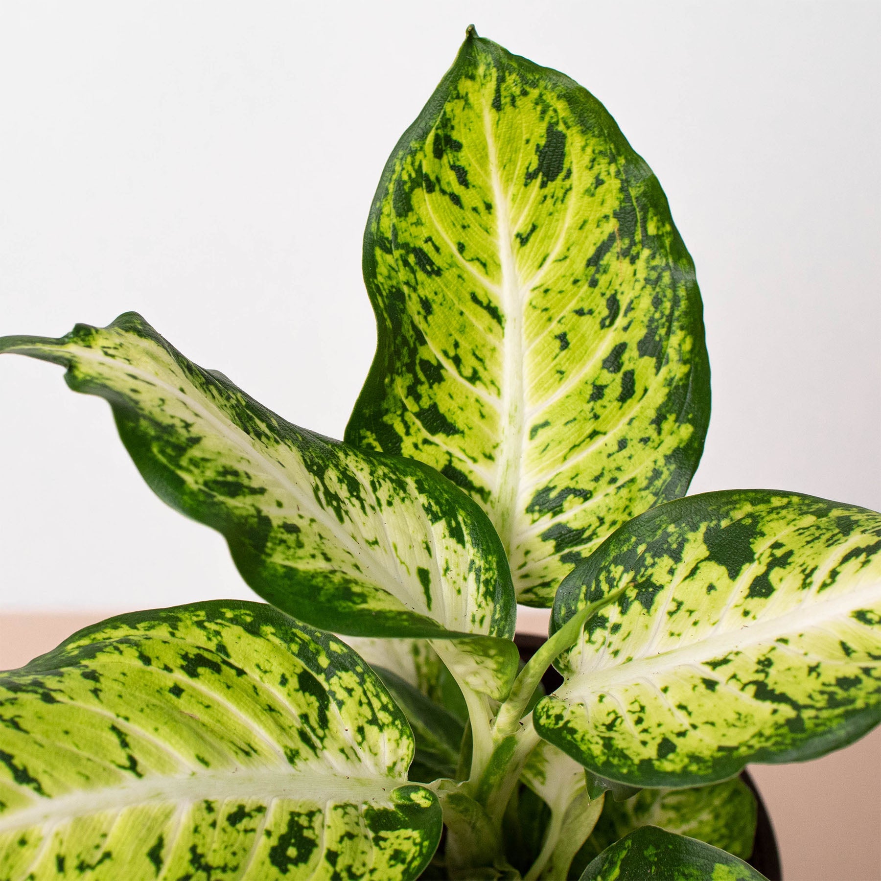 dieffenbachia amy Dieffenbachia 'Amy'