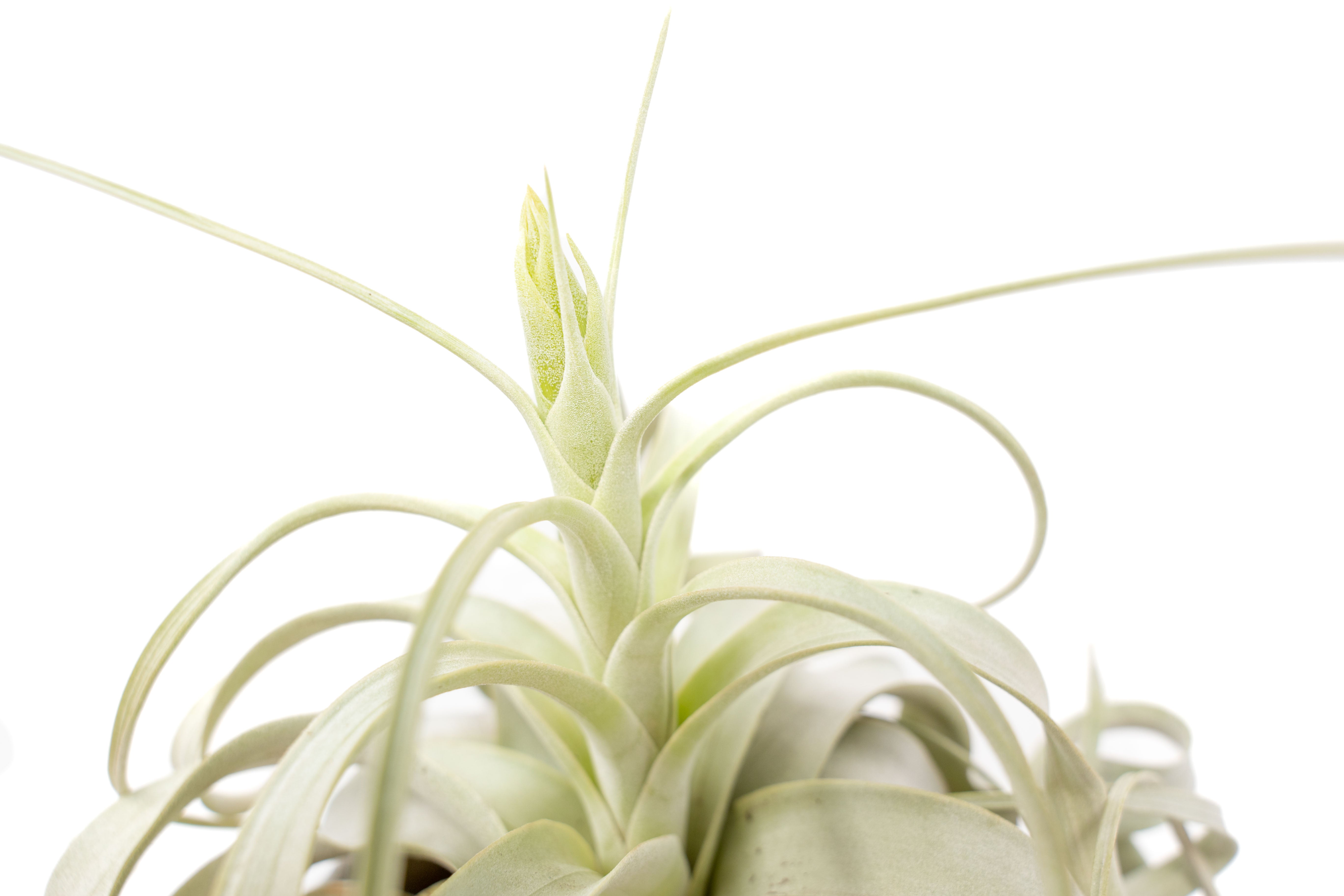 largest air plant Spectacular Jumbo Tillandsia Xerographica / 8+ Inches Wide