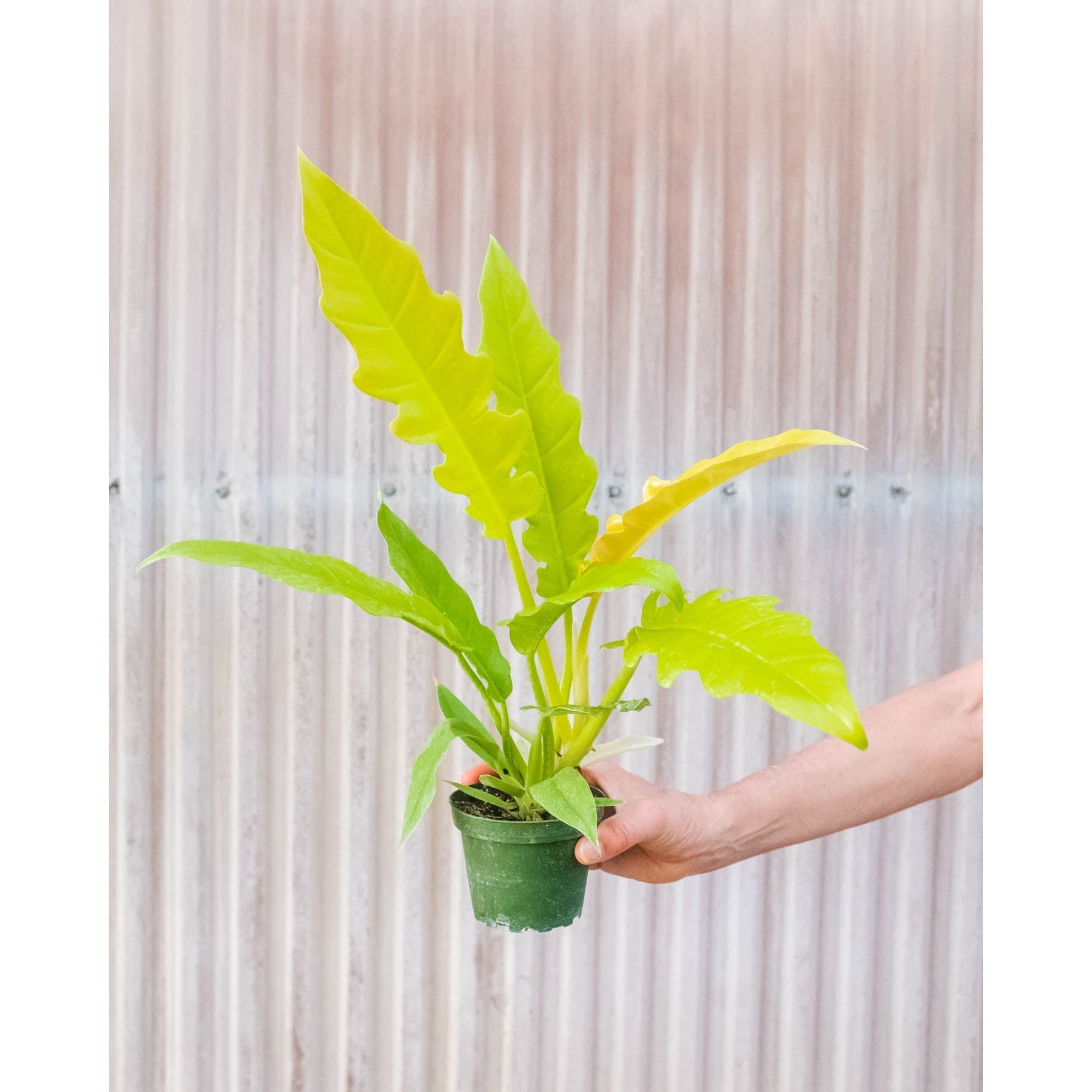 gold ring of fire philodendron Philodendron 'Golden Ring of Fire' Houseplant