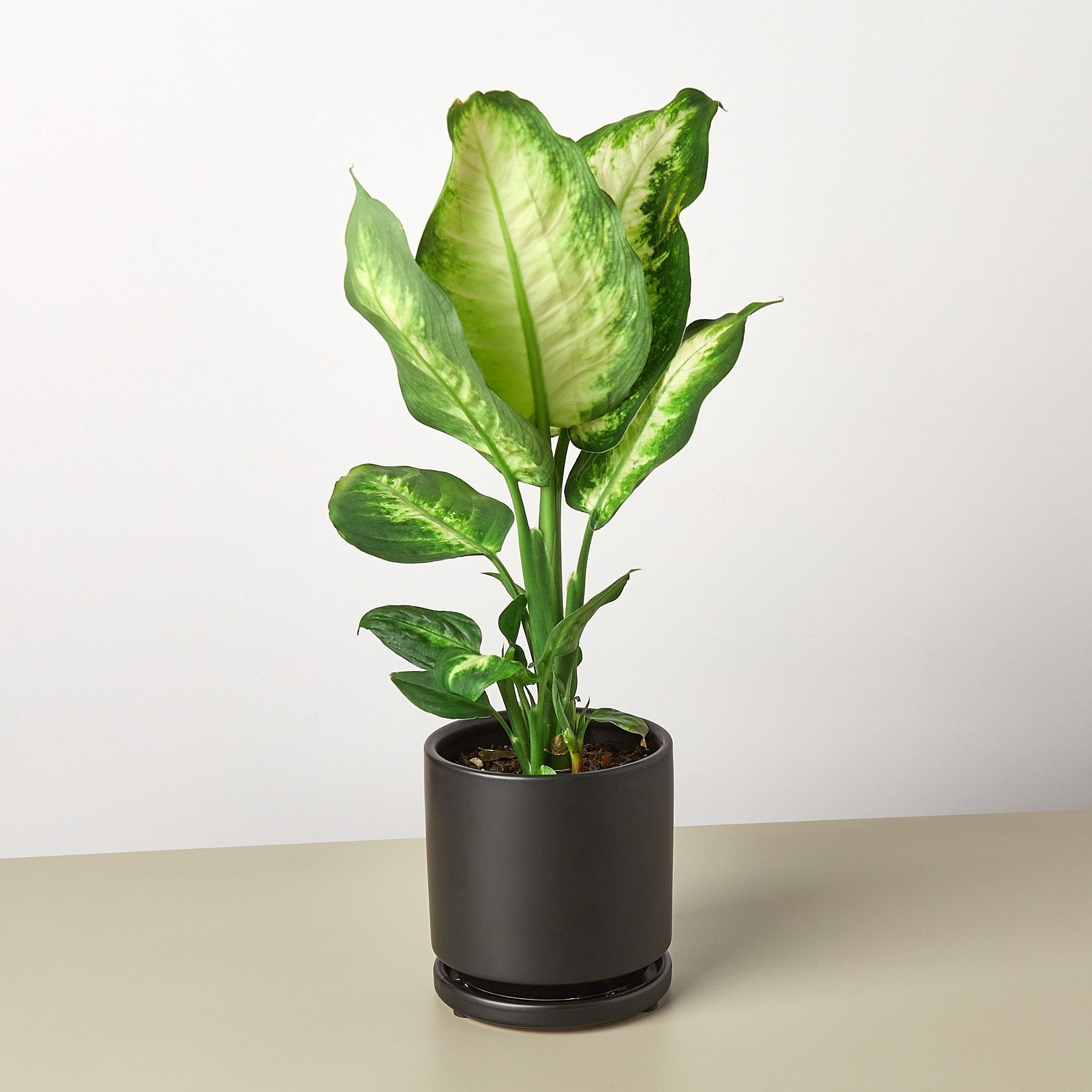 Dieffenbachia Camille Houseplant