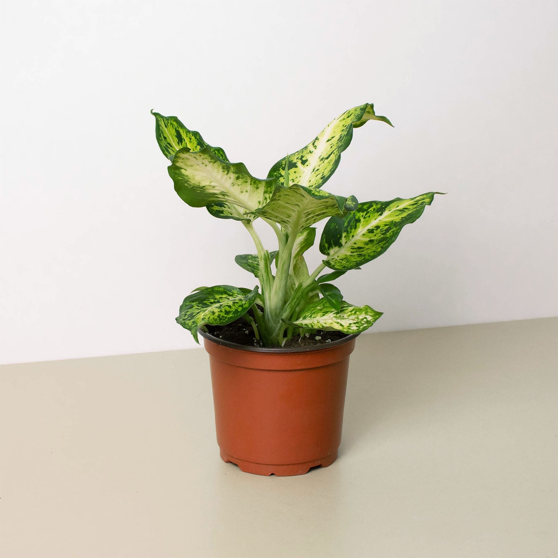 Dieffenbachia 'Amy' Houseplant