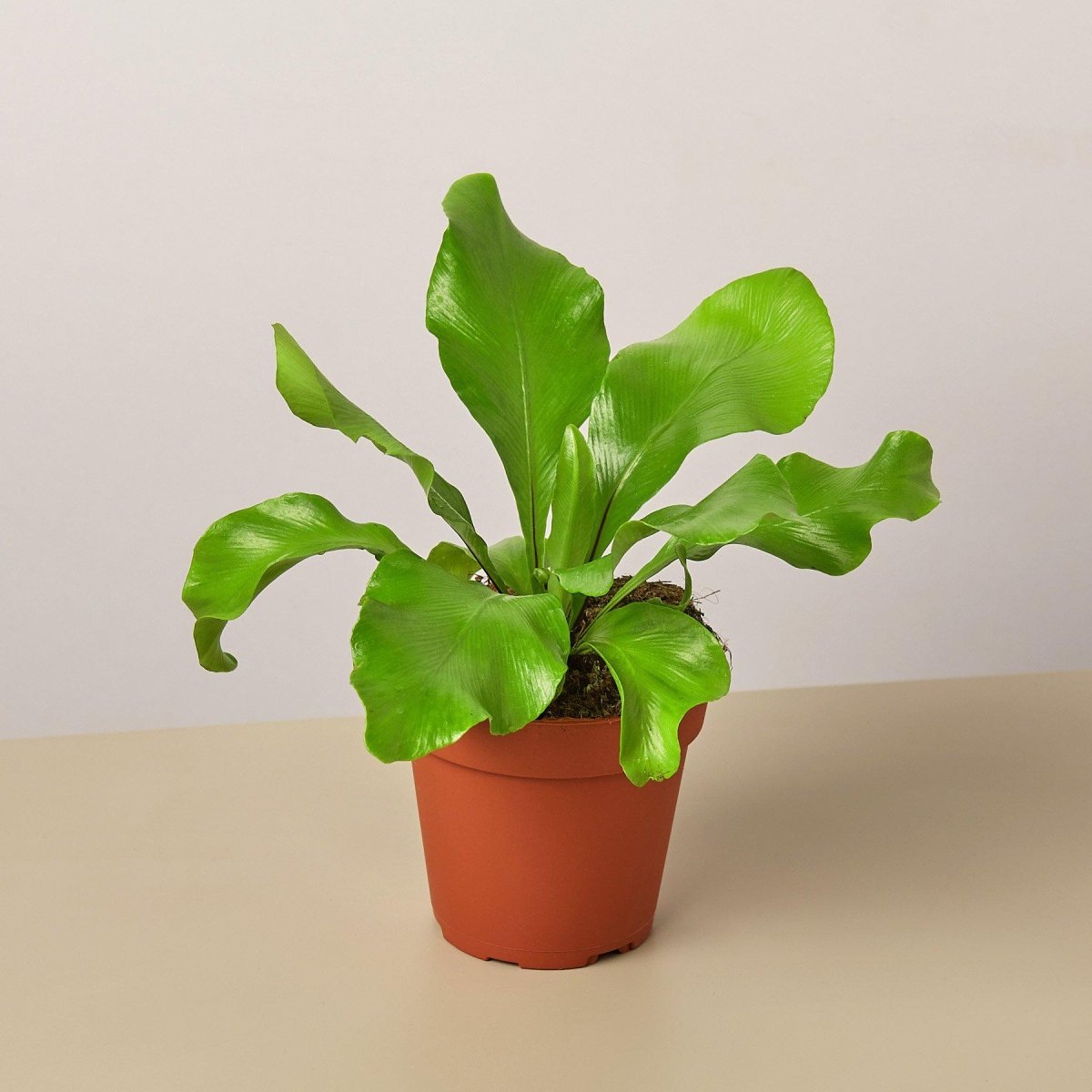 bird nest fern houseplant The Snobby Leaf | Bird's Nest 'Nidus' Fern - 6 inch Nursery Pot
