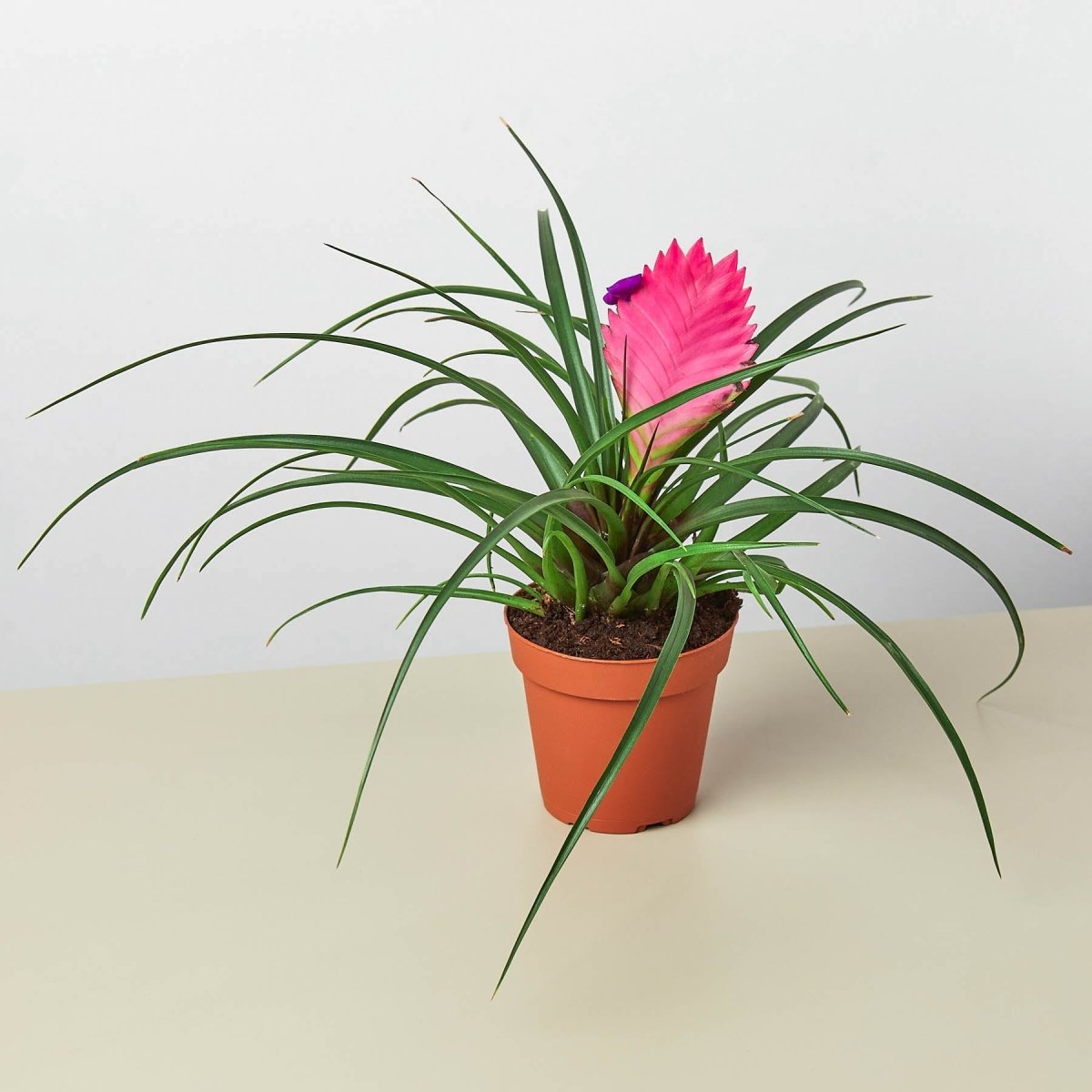 lily & onyx Bromeliad Cyanea 'Pink Quill' Houseplant