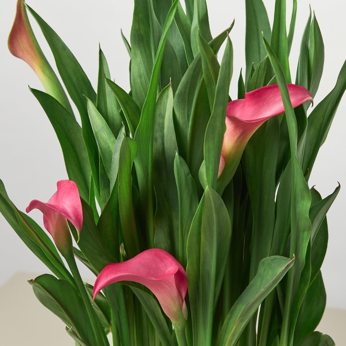 zantedeschia house plants Calla Lily Houseplant