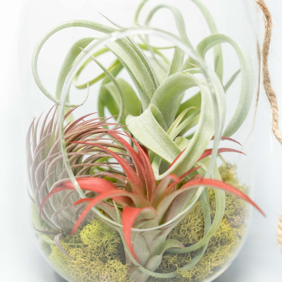 Air Plant Supply Co. Capsule Terrarium with Moss and Tillandsia Air Plants - lily & onyx