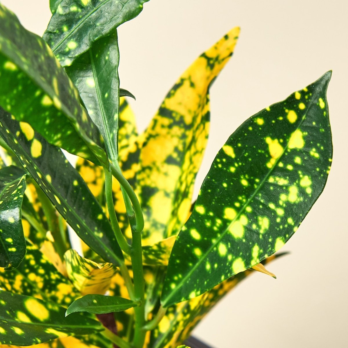 gold dust croton plant Croton 'Gold Dust' 4