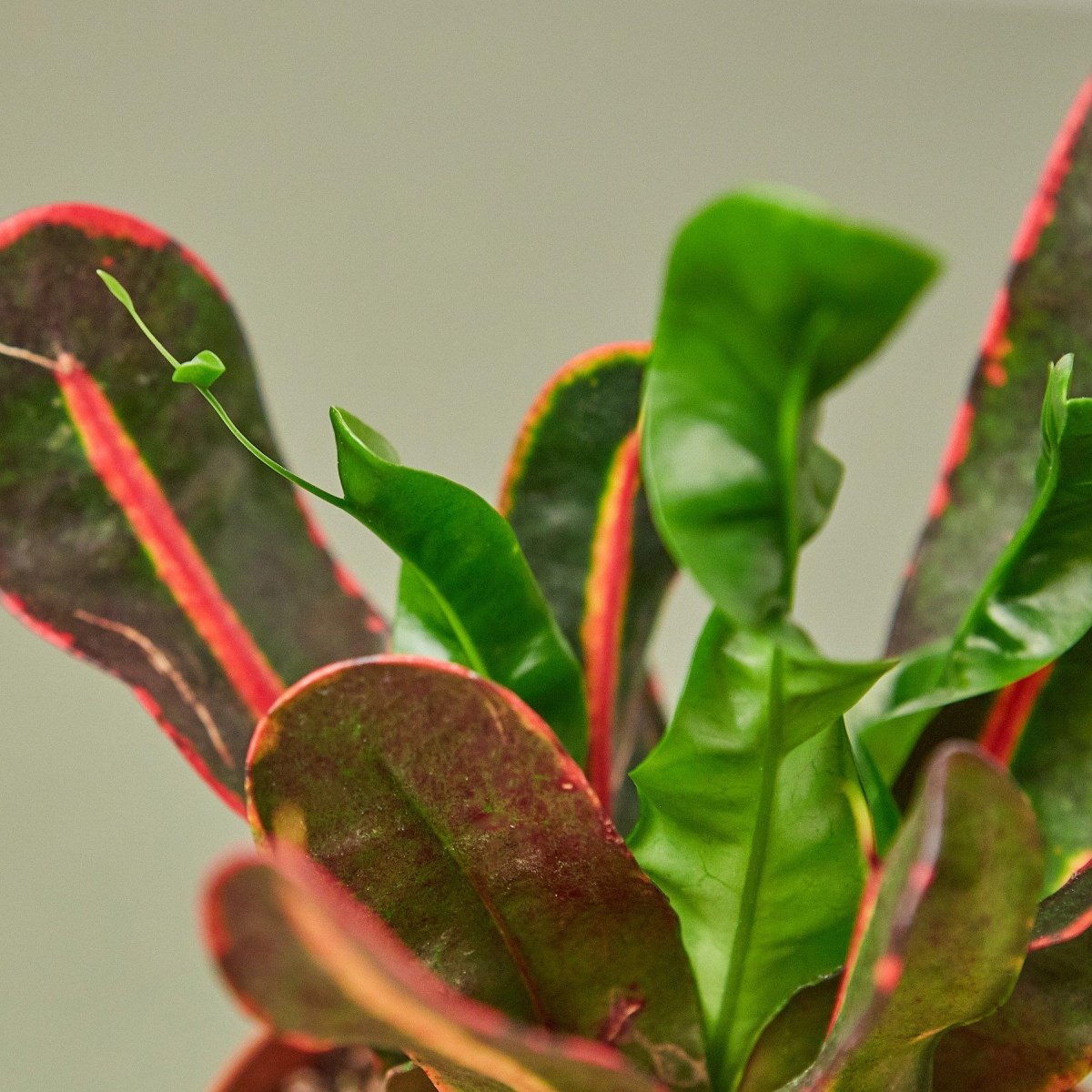 croton mammy buy Croton Mammy