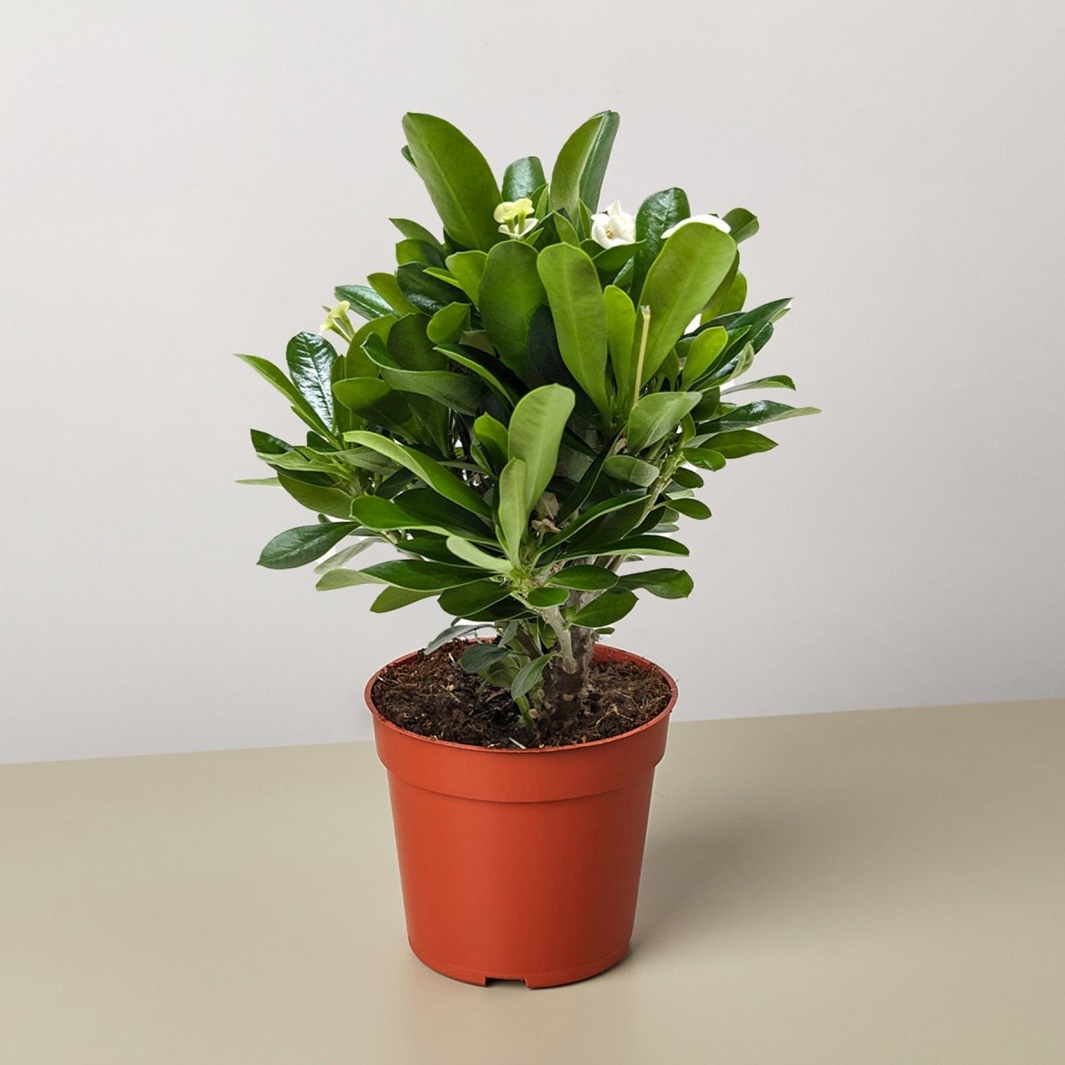 crown of thorns indoor plant Crown of Thorns Houseplant