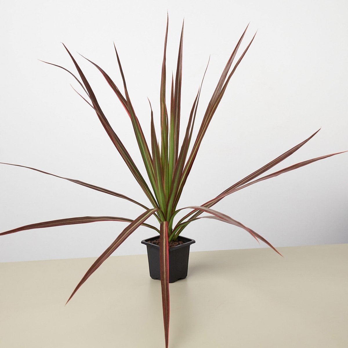 dracaena lily Dracaena 'Colorama' Live Plant, 4" Pot