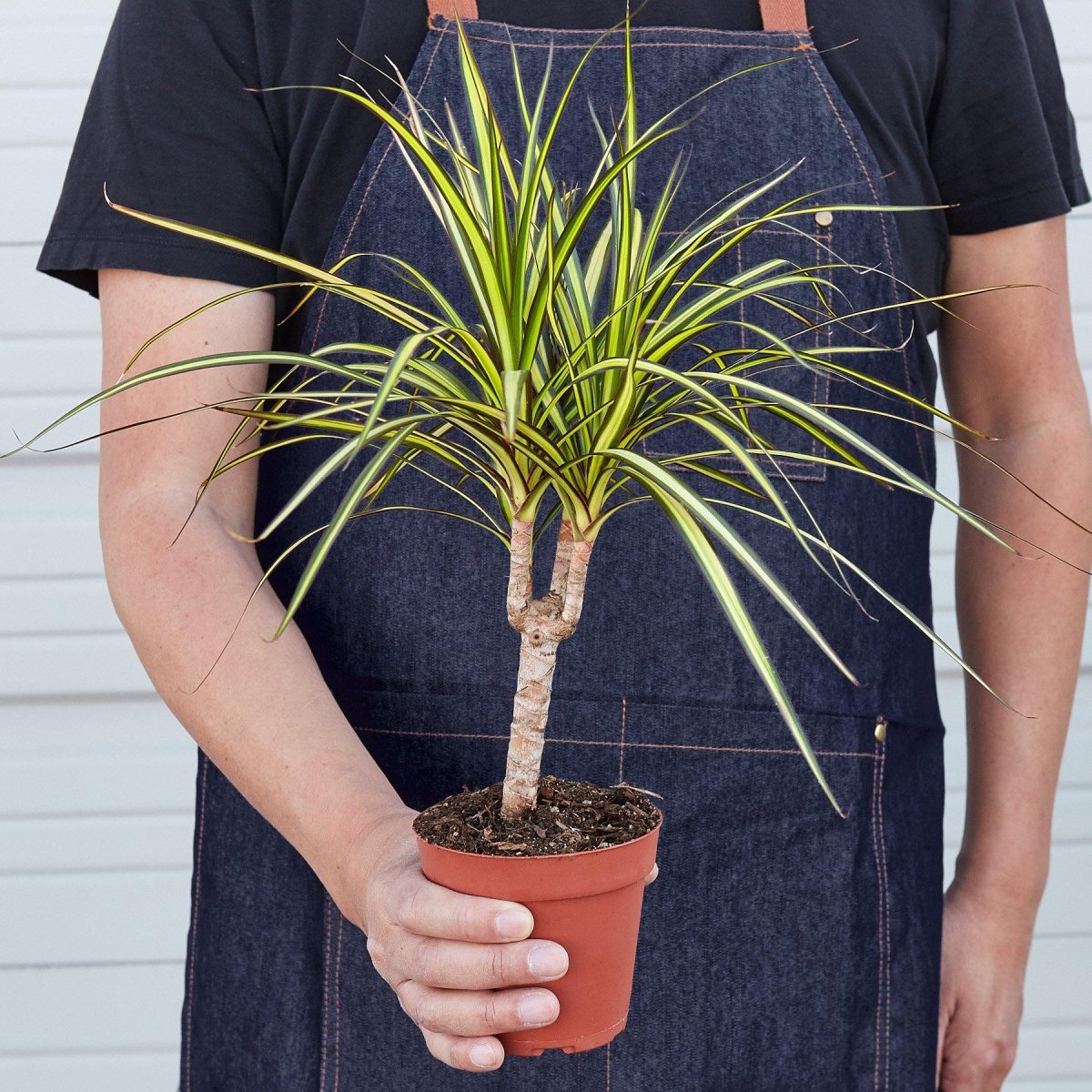 dracaena lily Dracaena Marginata 'Sunshine' 4" Pot