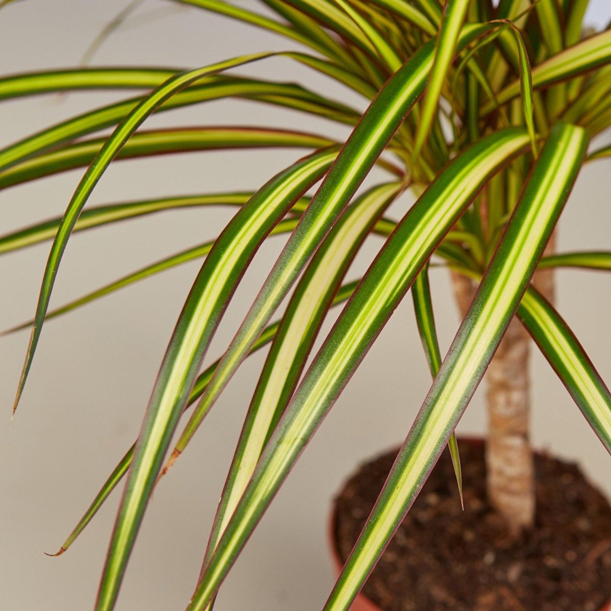 dracaena lily Dracaena Marginata 'Sunshine' 4" Pot