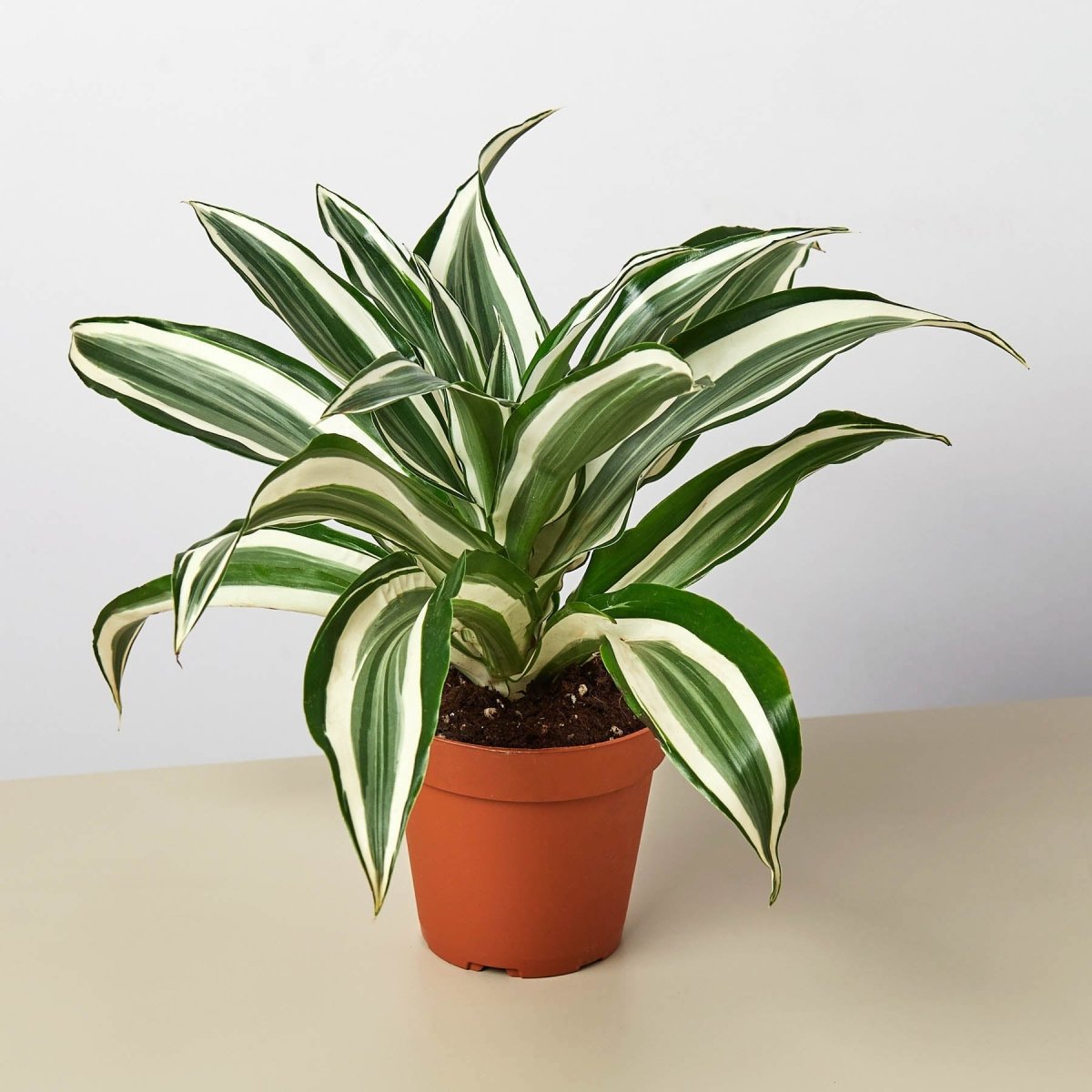 dracaena lily Dracaena Warneckii 'White Jewel' 4" Pot