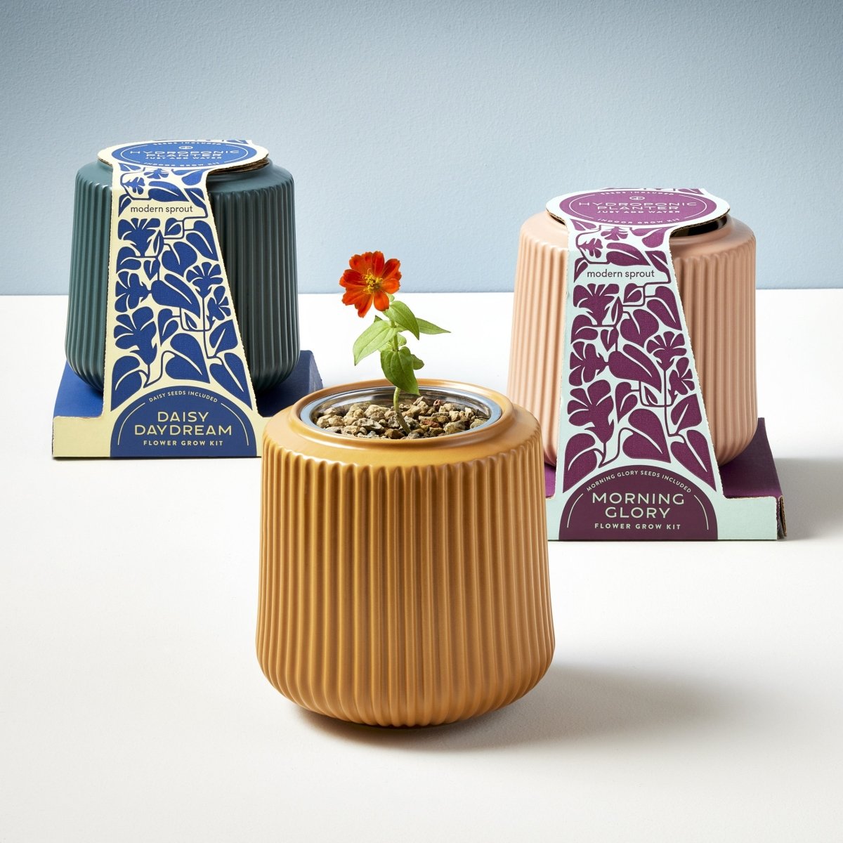 hydroponic flower seeds Flower Grow Kits Zinnia Dahlia
