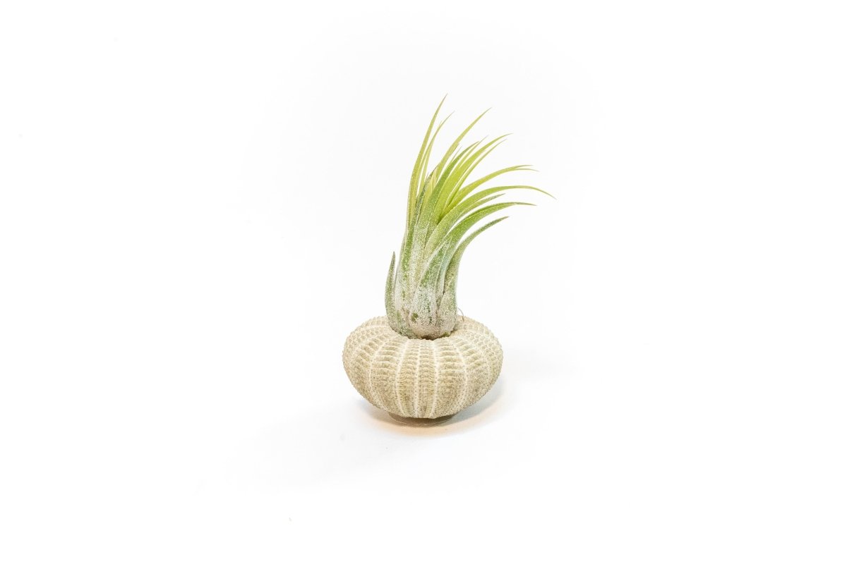 air plant in urchin shell Green Urchin with Tillandsia Air Plant