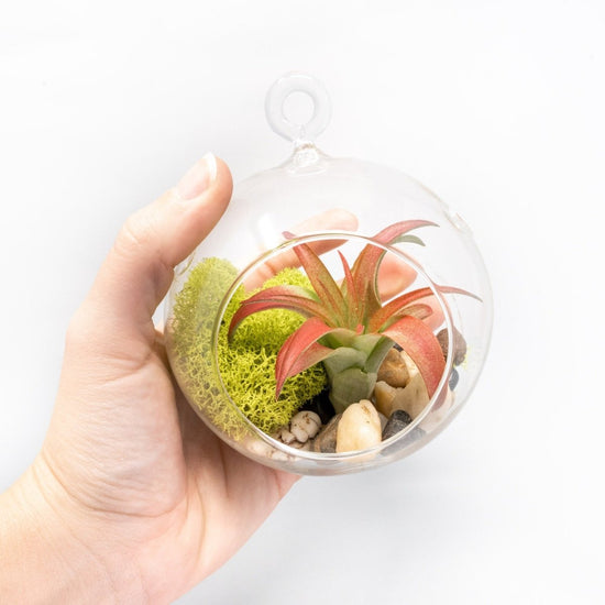 Air Plant Supply Co. Hanging Glass Terrariums with Flat Bottoms, Set of 2 - lily & onyx