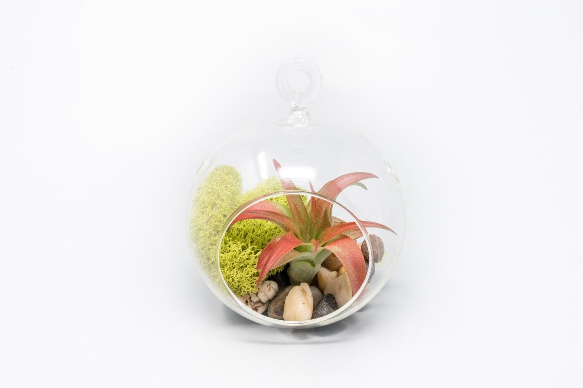 air plants containers Air Plants in Hanging Glass Terrariums with Flat Bottom, Set of 3