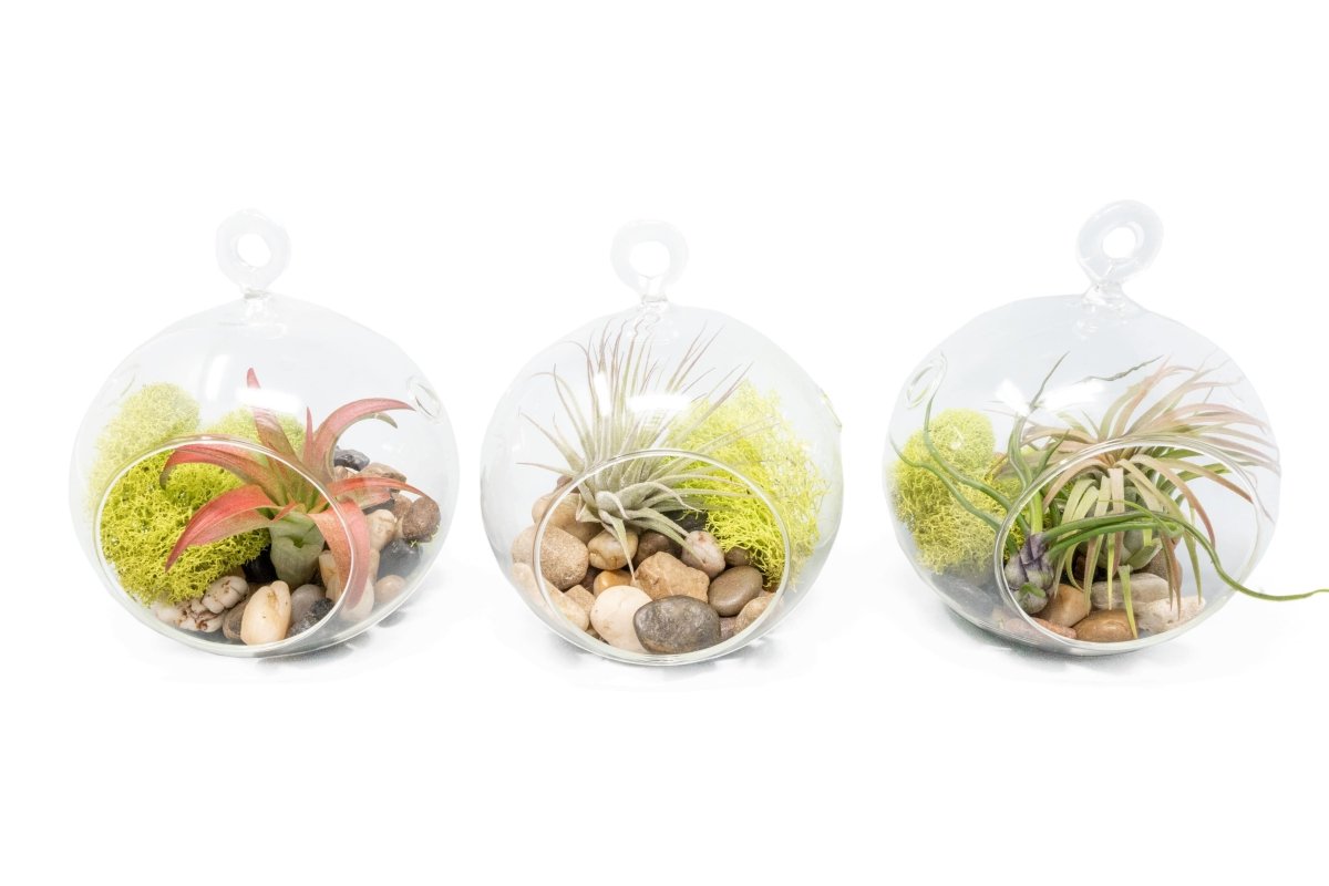 air plant and moss terrarium Air Plants in Hanging Glass Terrariums with Flat Bottom, Set of 3