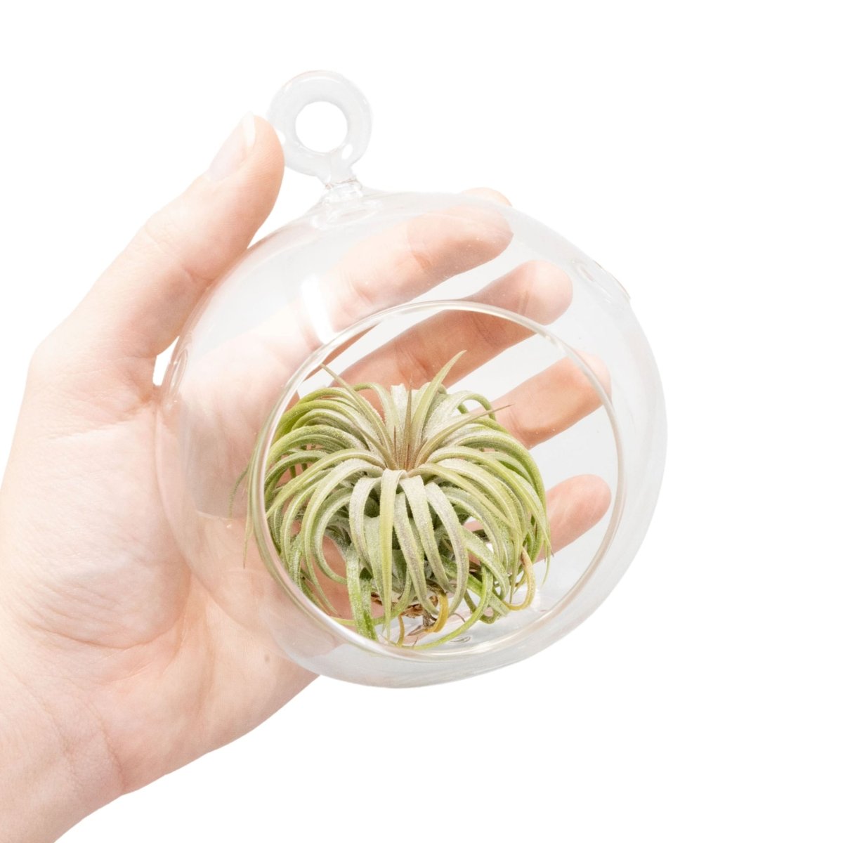 hanging air plant terrarium Hanging Globe Terrarium with Flat Bottom