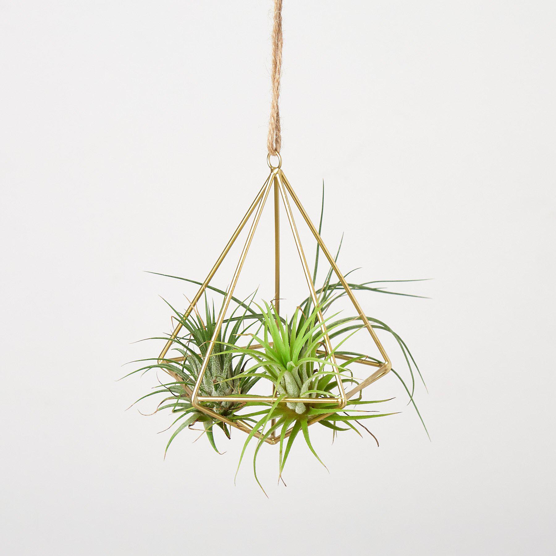 air plant geometric Geometric Air Plant Hanger, Brass