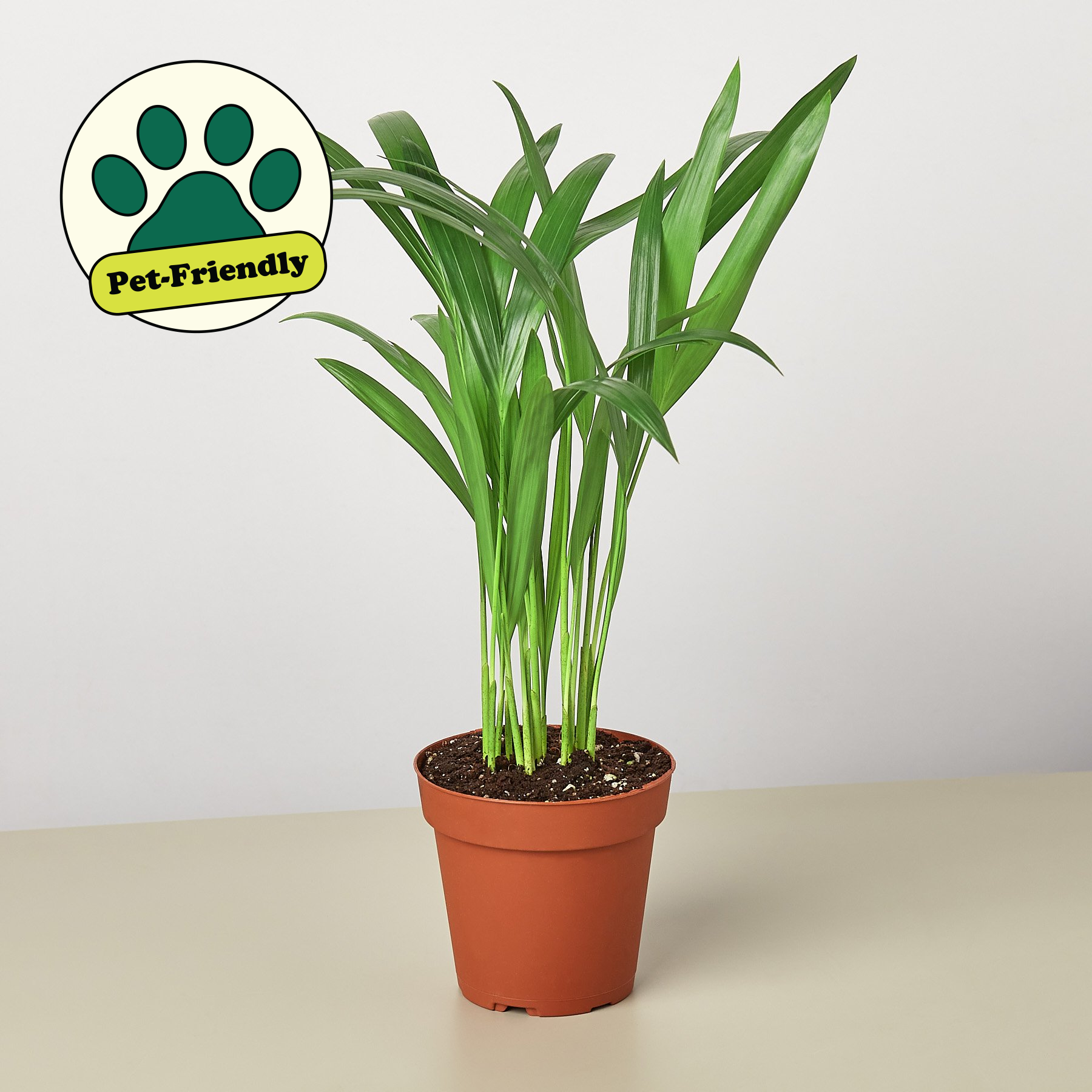 Areca Palm 4