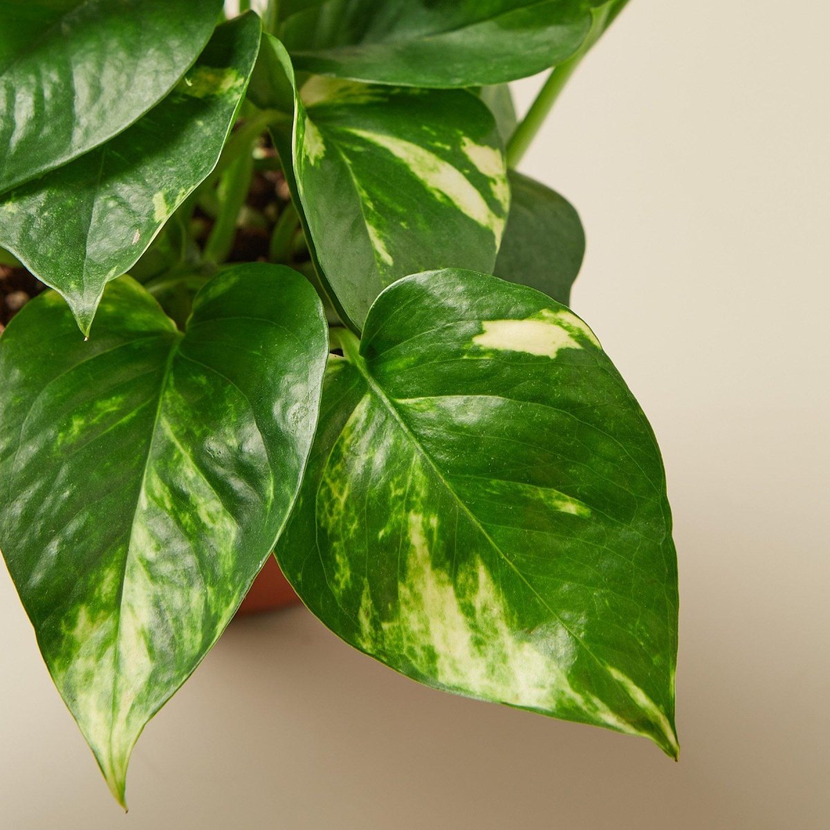 golden pothos purify air Pothos 'Golden' 3" Pot / Nursery Pot