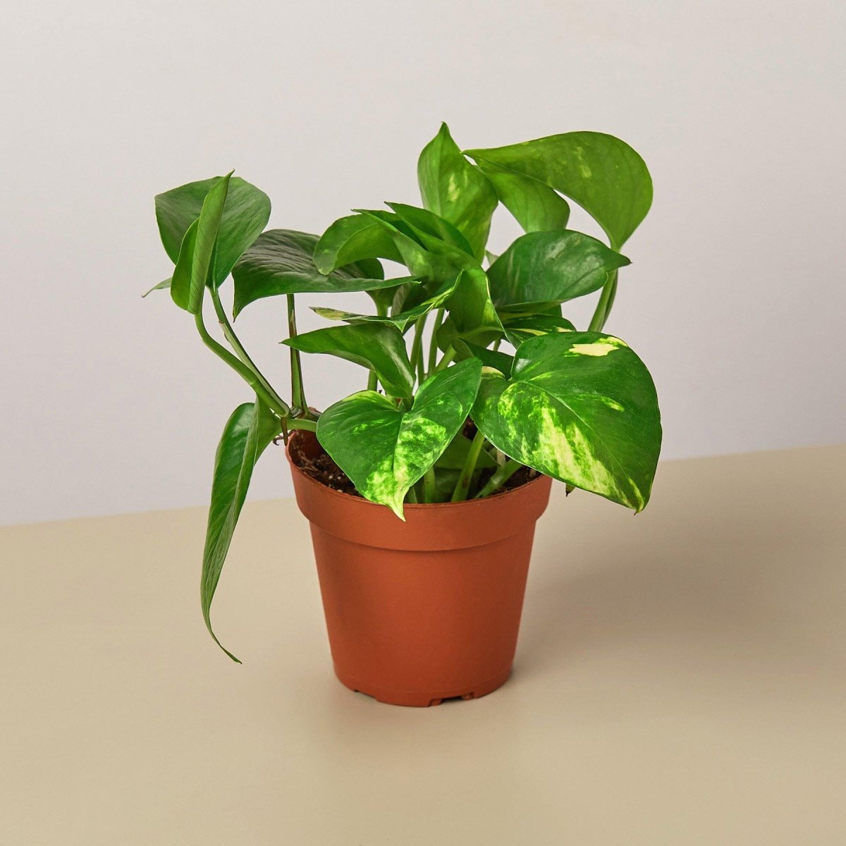 golden pothos purify air Golden Pothos Epipremnum aureum