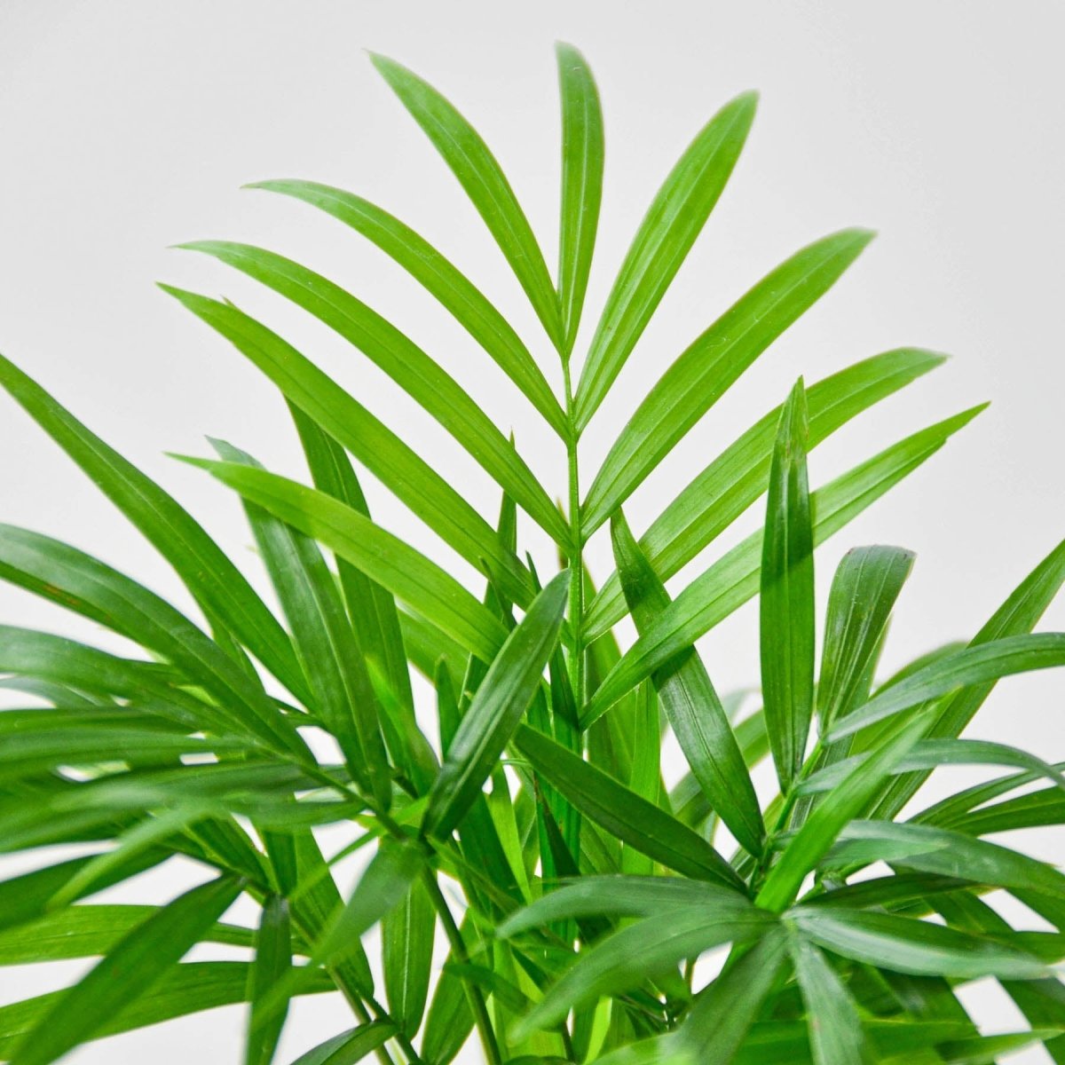 parlor palm artificial light Parlor Palm 3" Pot / Nursery Pot