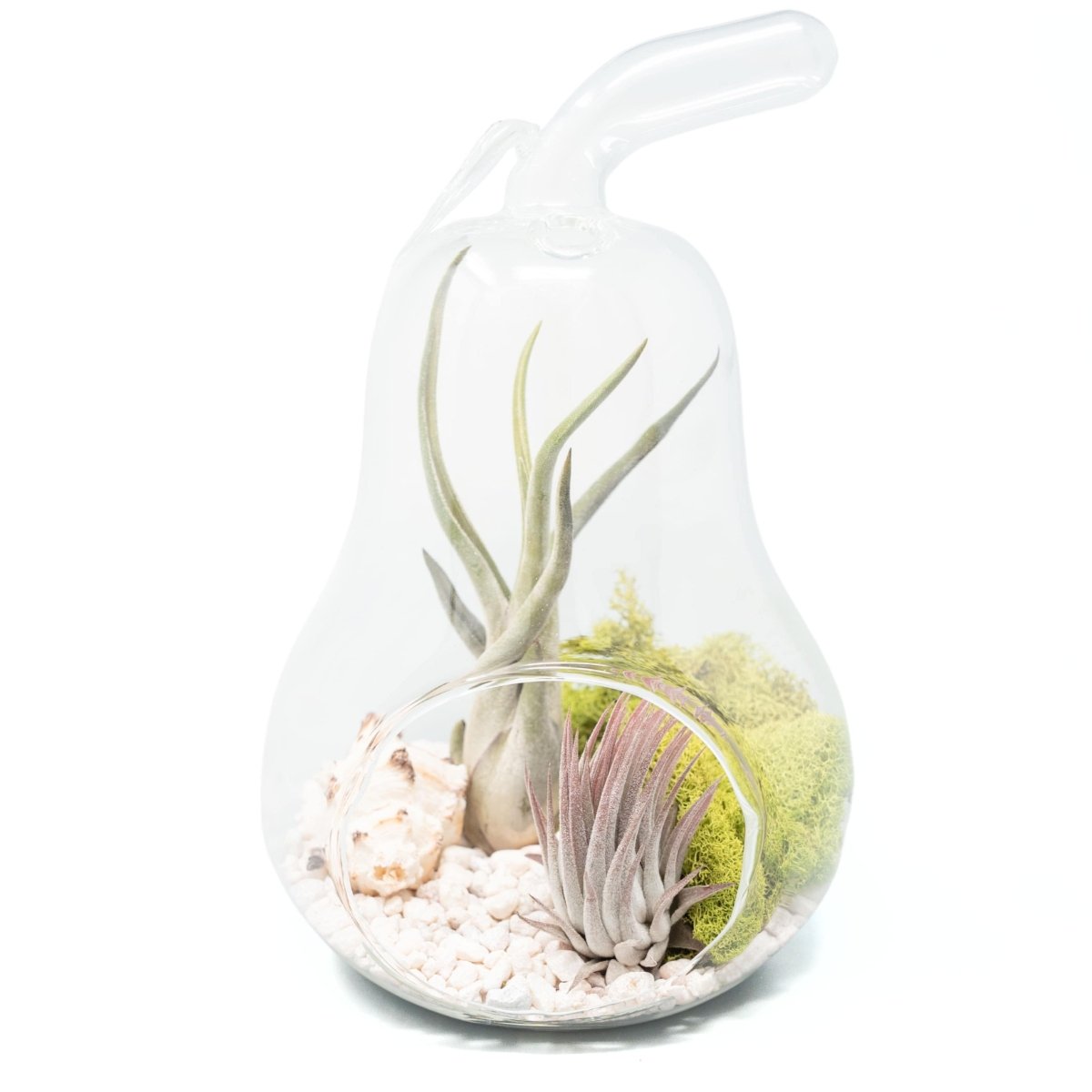 Air Plant Supply Co. Pear Terrarium with Pebble Kit and Tillandsia Air Plants - lily & onyx