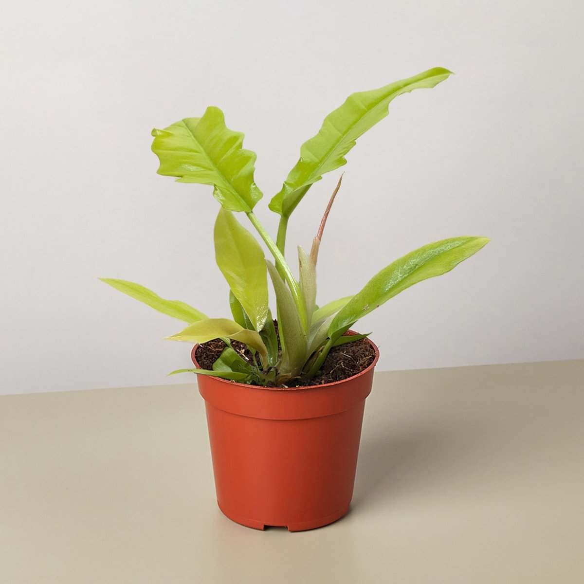 golden crocodile philodendron Philodendron 'Golden Crocodile' Houseplant