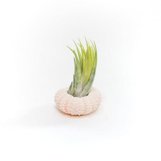 Air Plant Supply Co. Pink Urchins with Tillandsia Air Plants, Set of 3 - lily & onyx