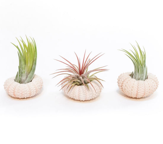 Air Plant Supply Co. Pink Urchins with Tillandsia Air Plants, Set of 3 - lily & onyx