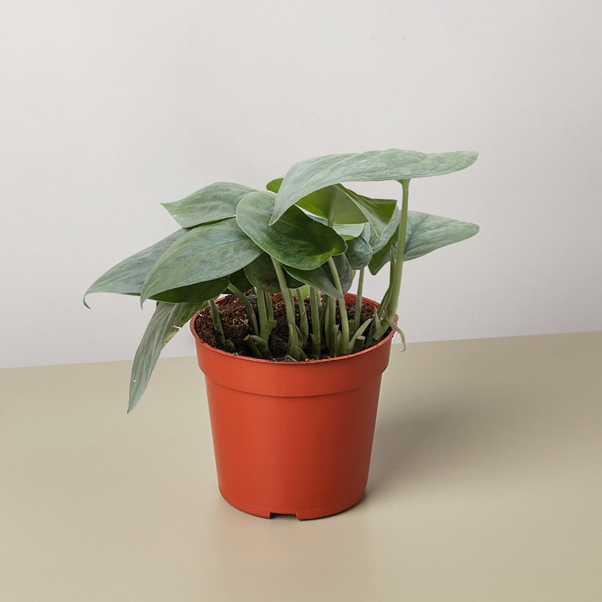 scindapsus indoor plant Rare Scindapsus Platinum Java