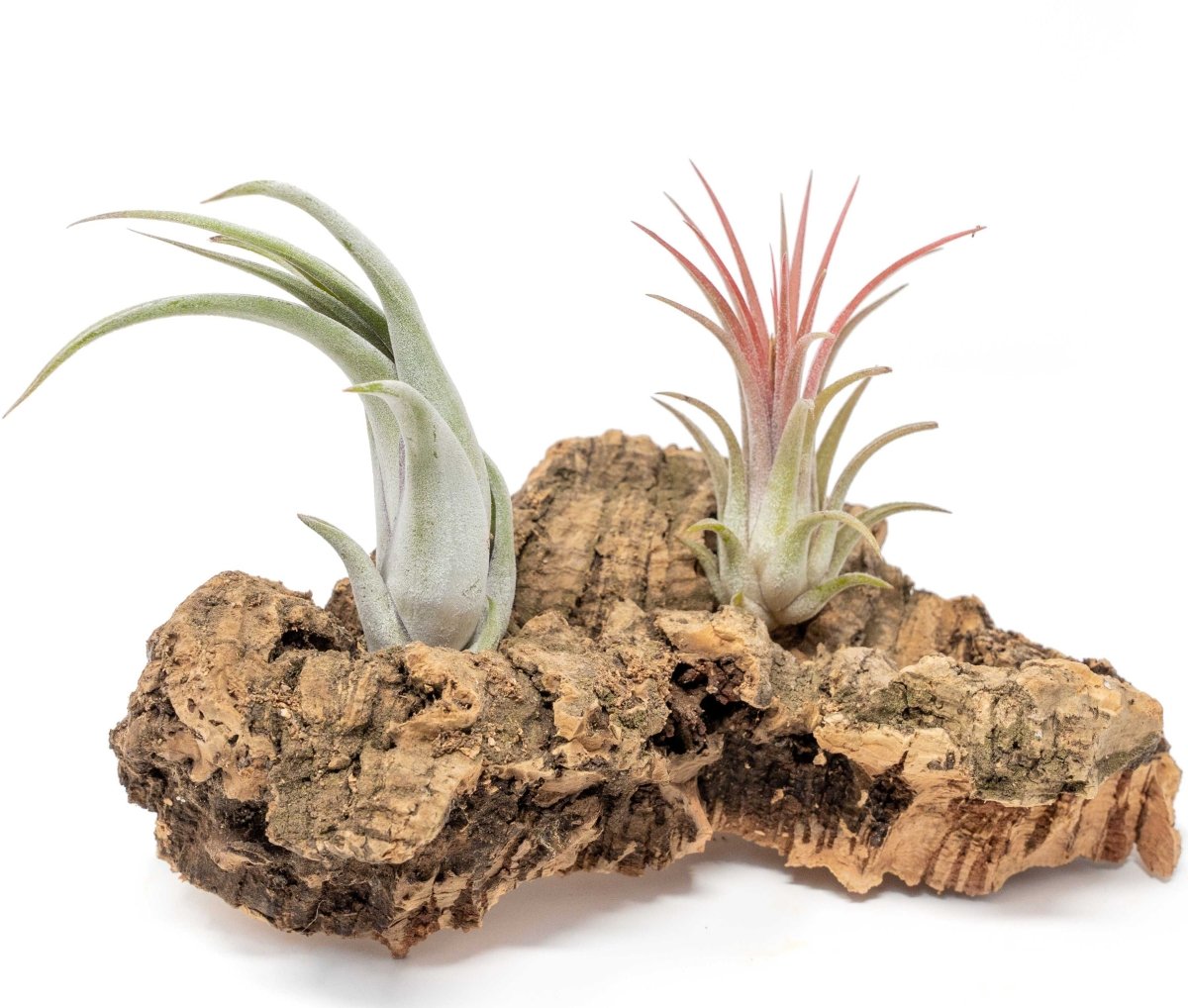 Air Plant Supply Co. Small Tabletop Cork Bark Display with 2 Tillandsia Air Plants - lily & onyx