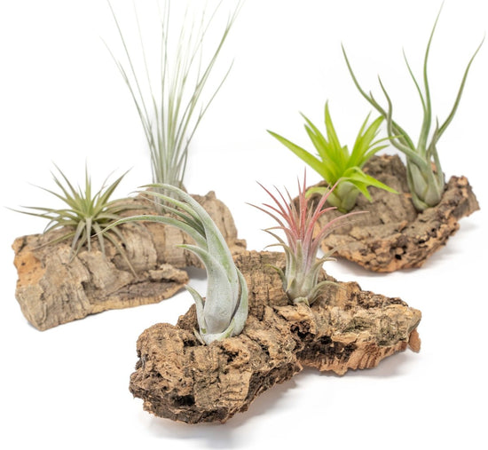 Air Plant Supply Co. Small Tabletop Cork Bark Display with 2 Tillandsia Air Plants - lily & onyx